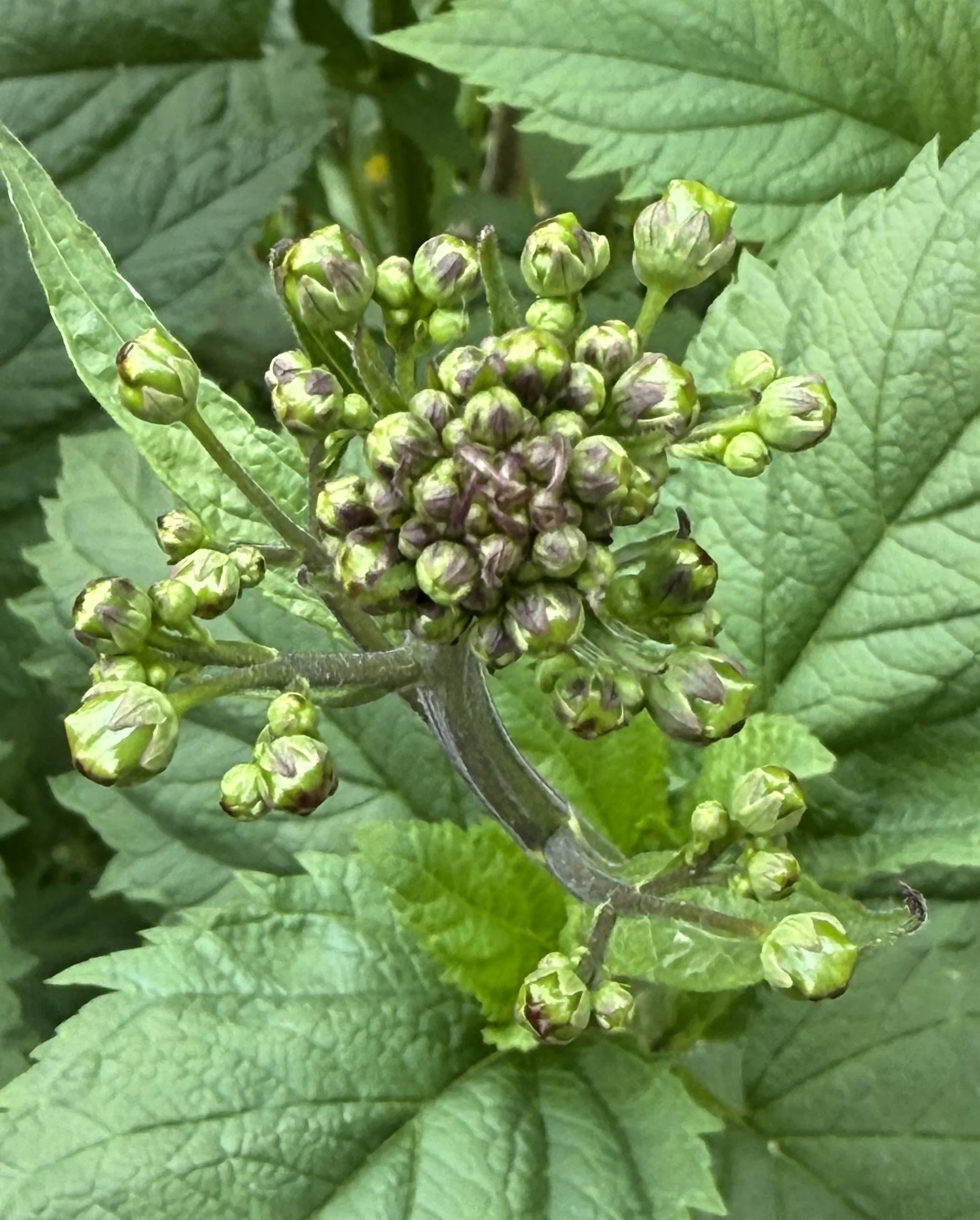 Lance leaf Figwort flower buds.JPG
