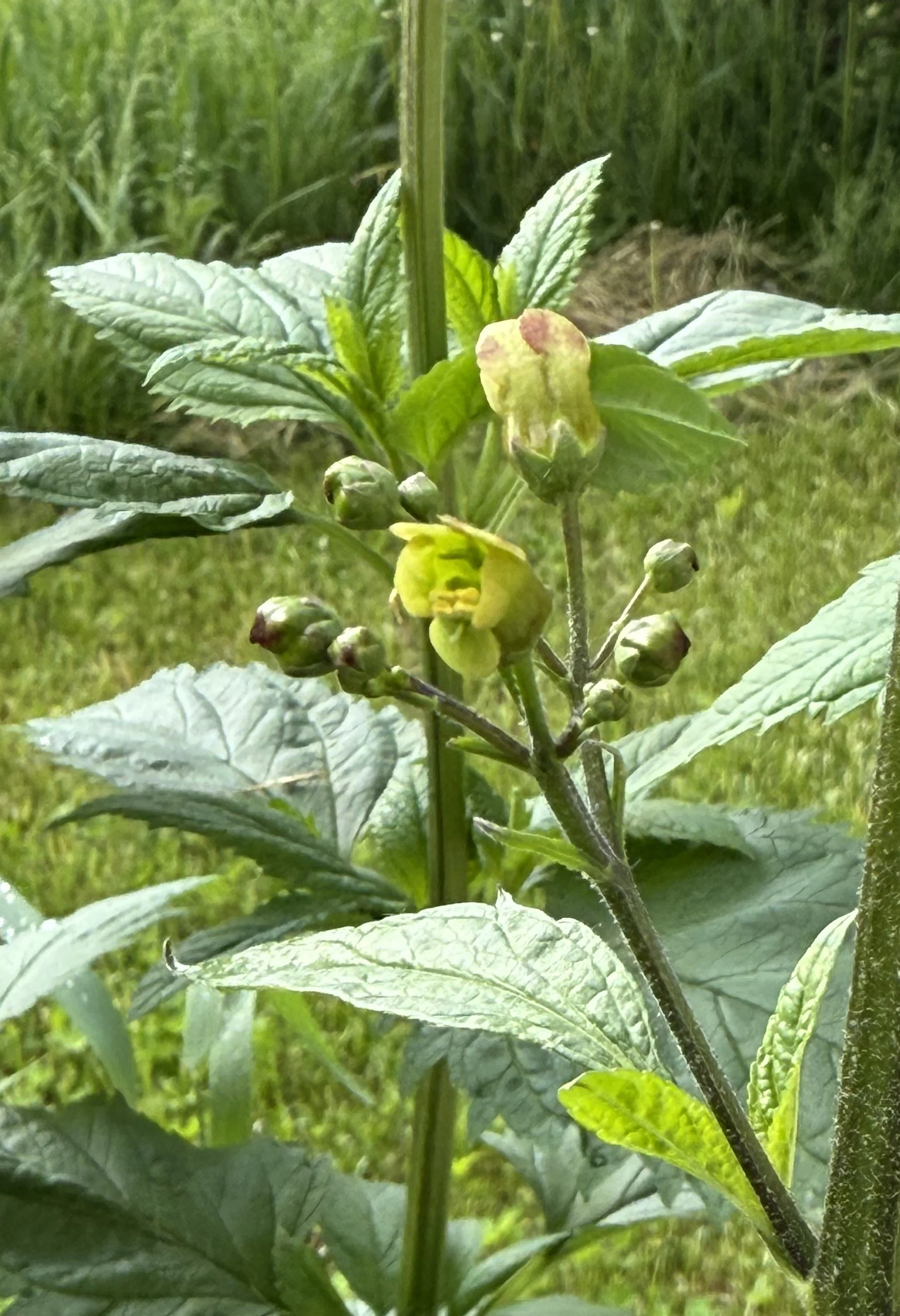 Lance Leaf Figwort flower.JPG