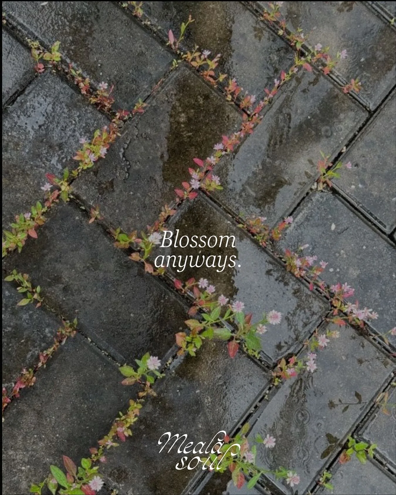 Blossom anyways 🤍