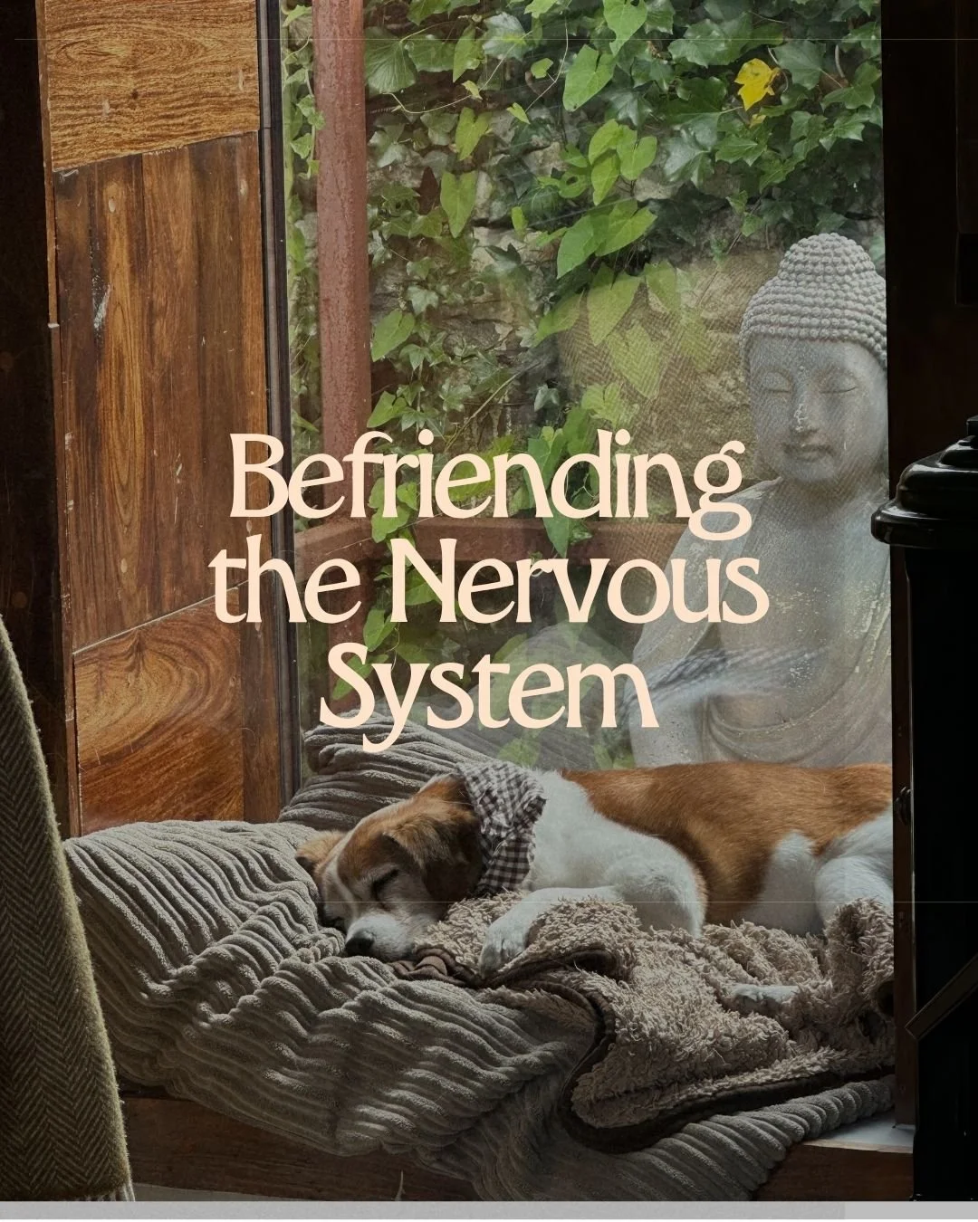 Befriending the Nervous System (A Deeper Dive)