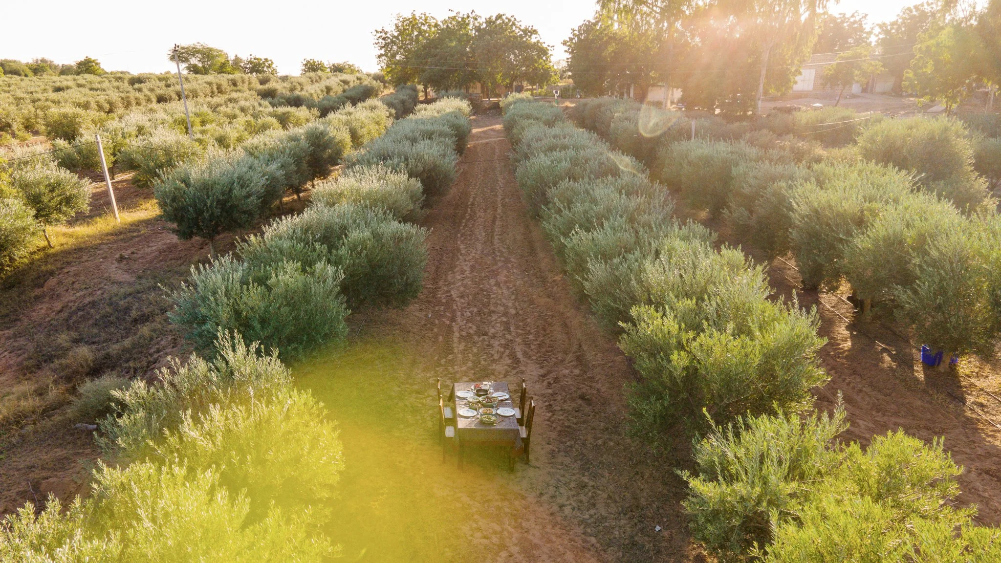A table set for dining outdoors in the middle of an olive orchard, with trees on both sides and the sun shining through the sky.  Meala Soul India retreat jaipur yoga retreat