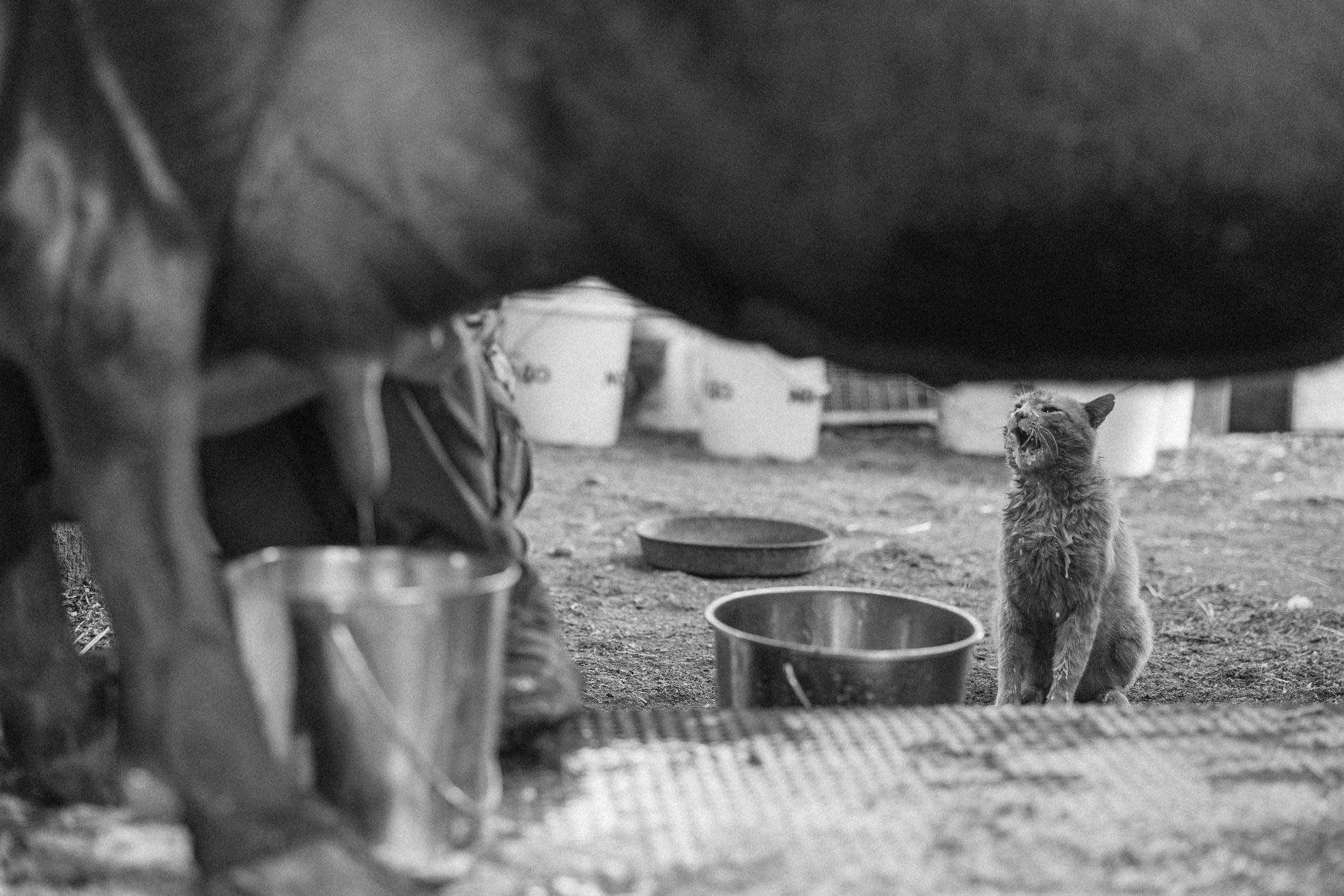 Cat drinks stream of milk from cow's udder.