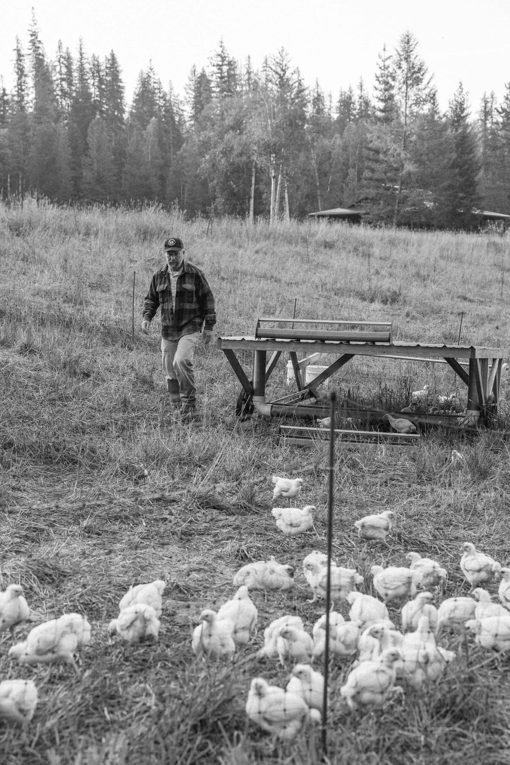 Man attending to chickens in a field on idaho farm