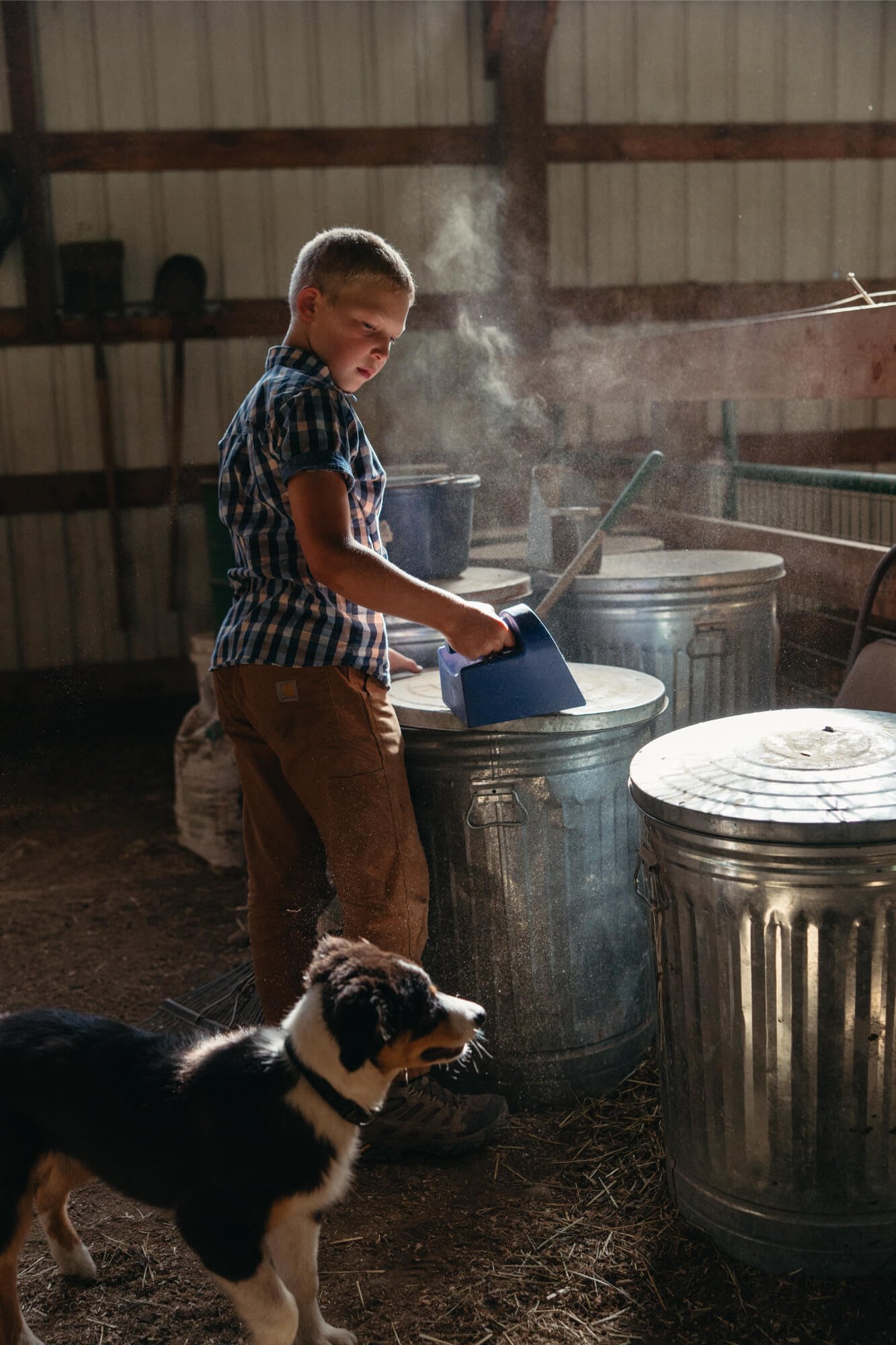 Boy and dog collect chicken feed on idaho farm