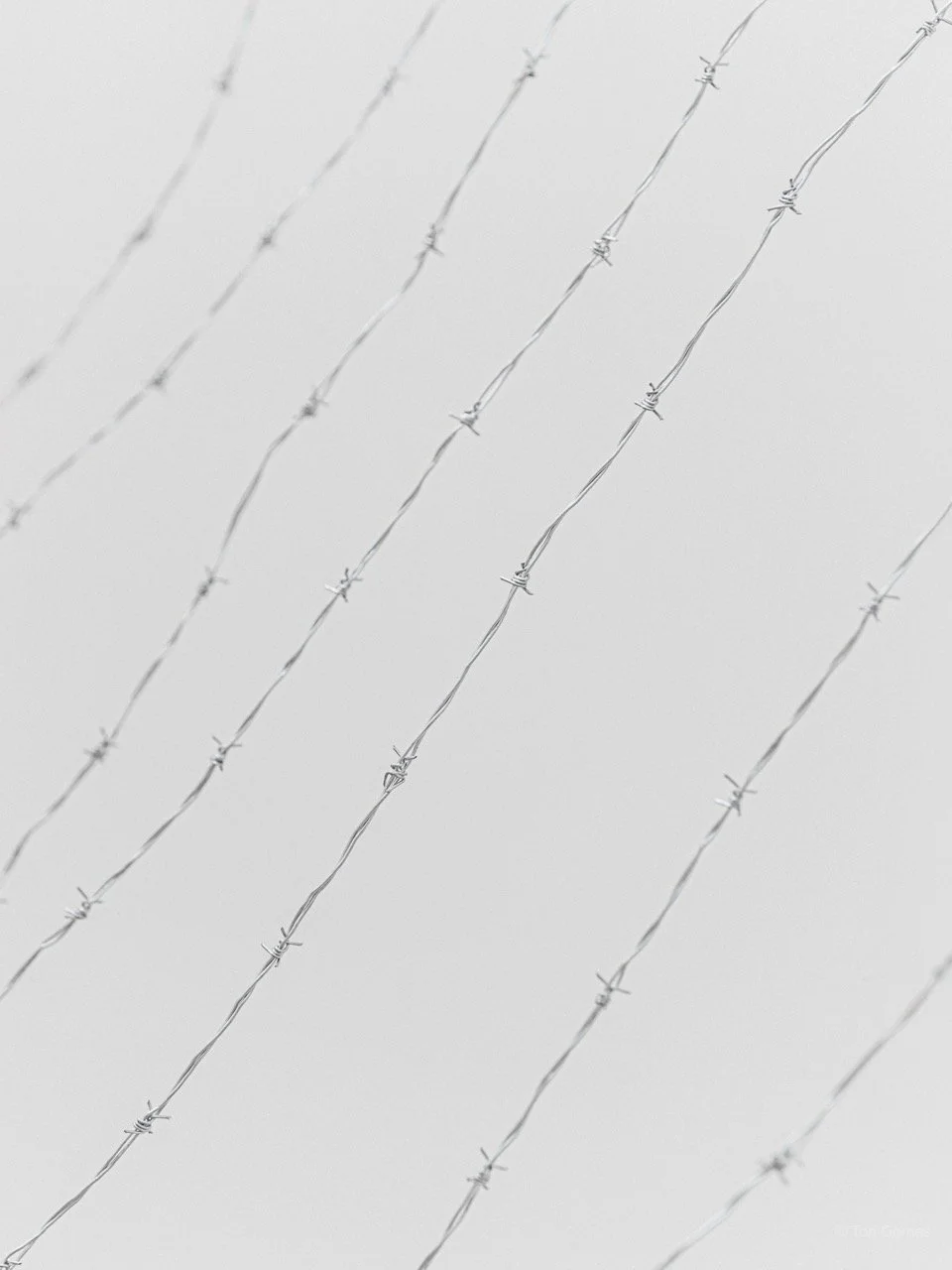 Untitled - Copyright_ Photo by Ton Gomes  © 2024-3 Large.jpeg