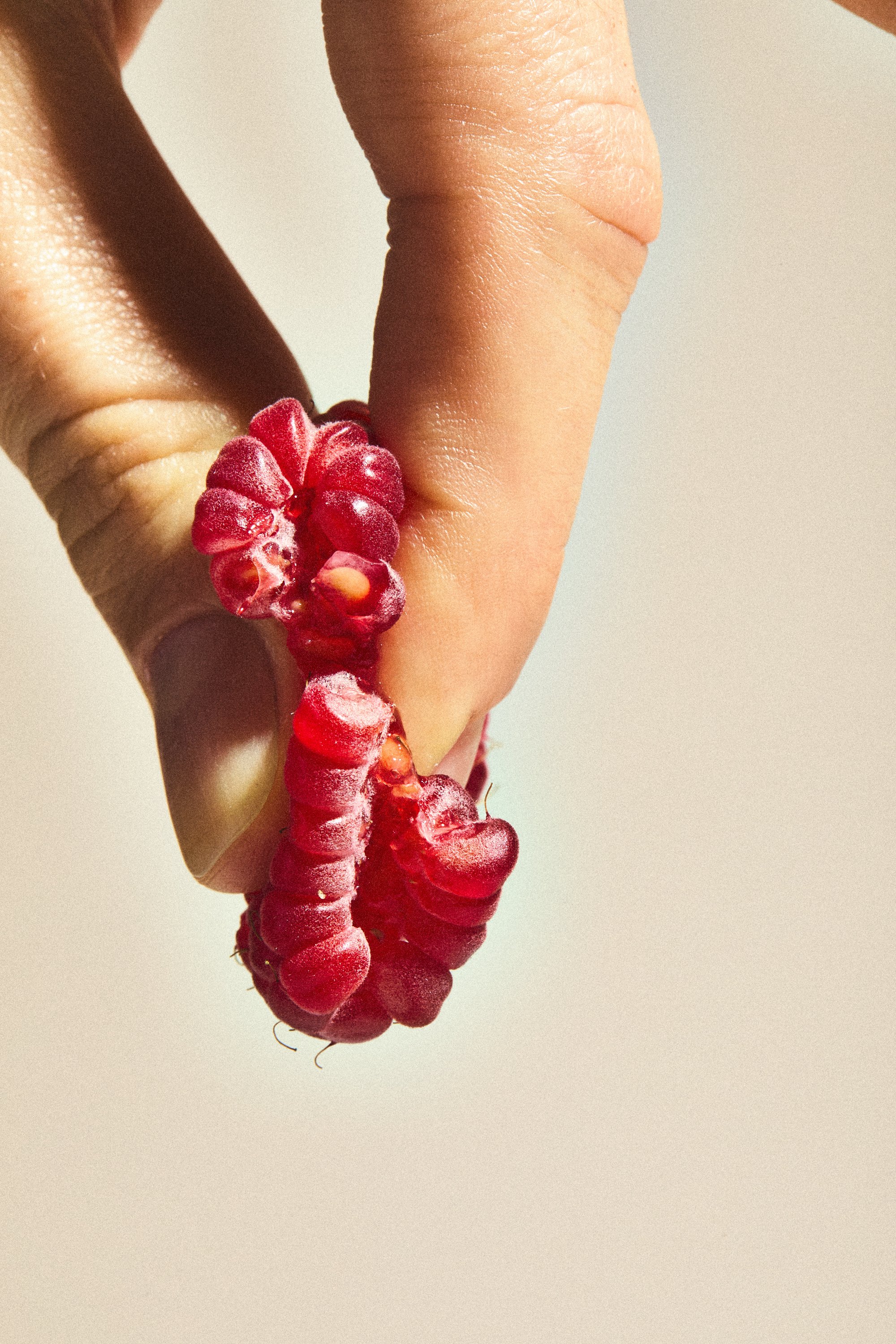 WP_VM_Raspberry_WorldBuilding_MacroFood_02_2x3_Web.jpg