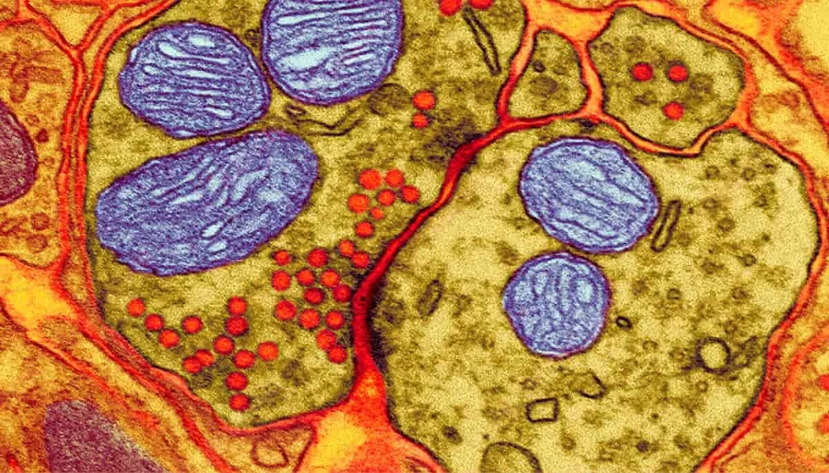 Portland OR Mary E Theodore MD MPH Psychiatry Portland OR portland-or-mary-e-theodore-md-mph-psychiatry-portland-or