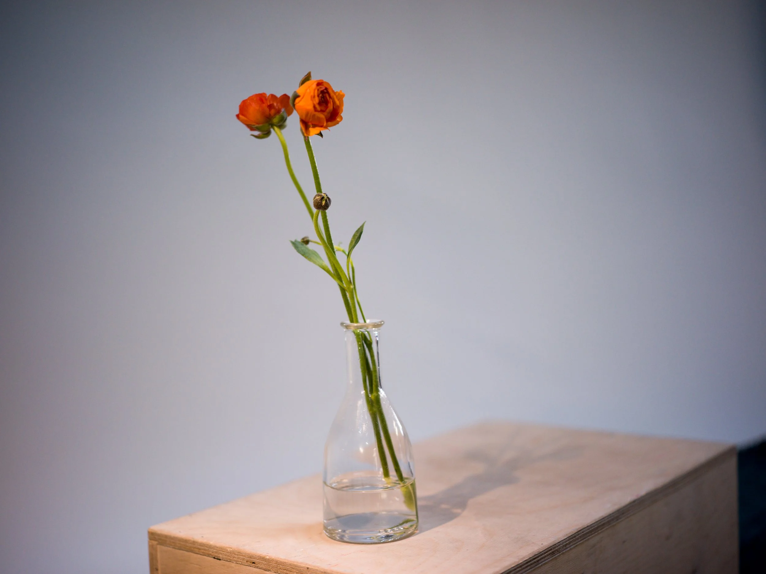 Attracted To You (Ranunculus)

2024