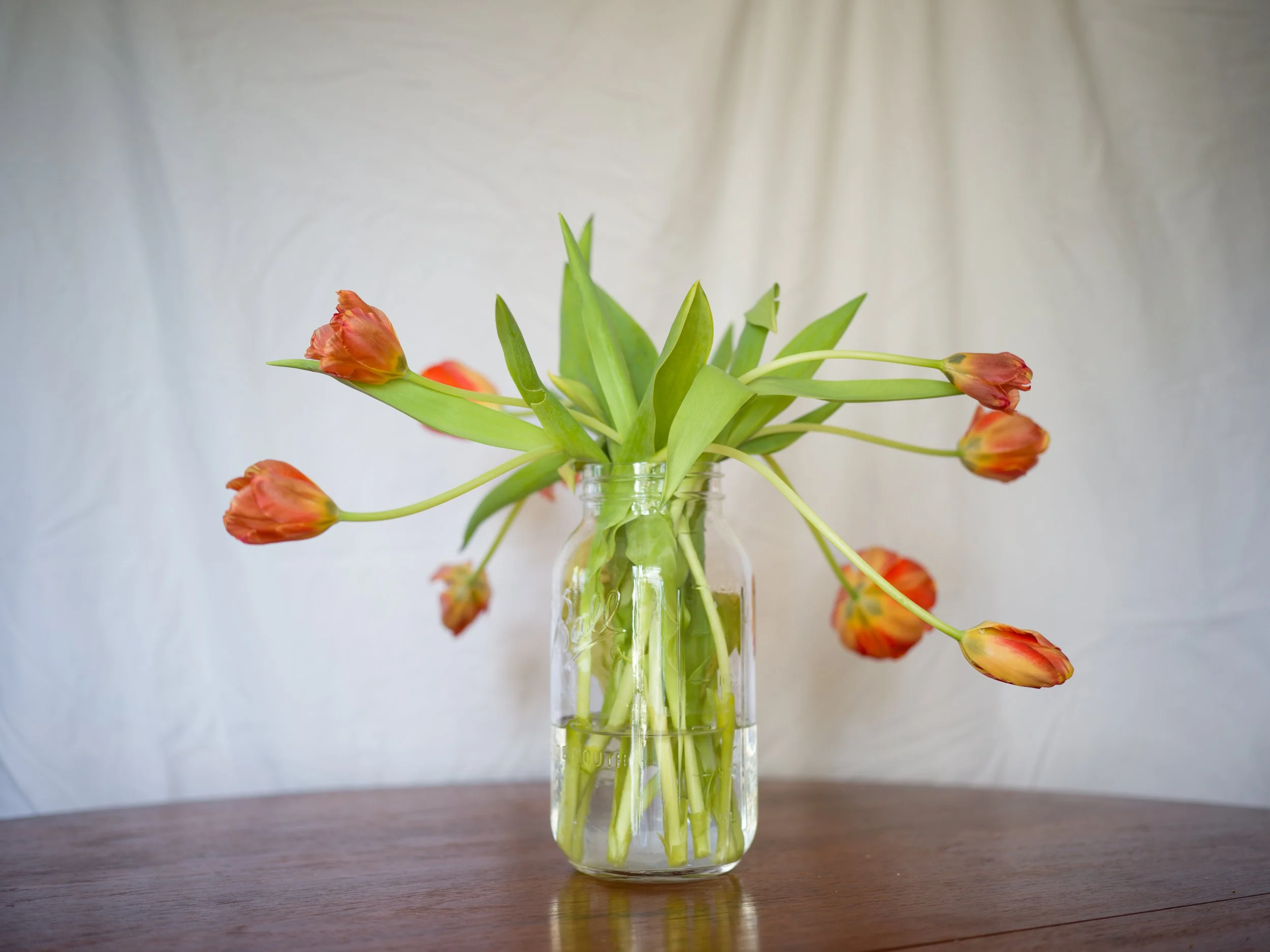The Sunshine In Your Smile Is Fading (Variegated Tulips, Wilted)
