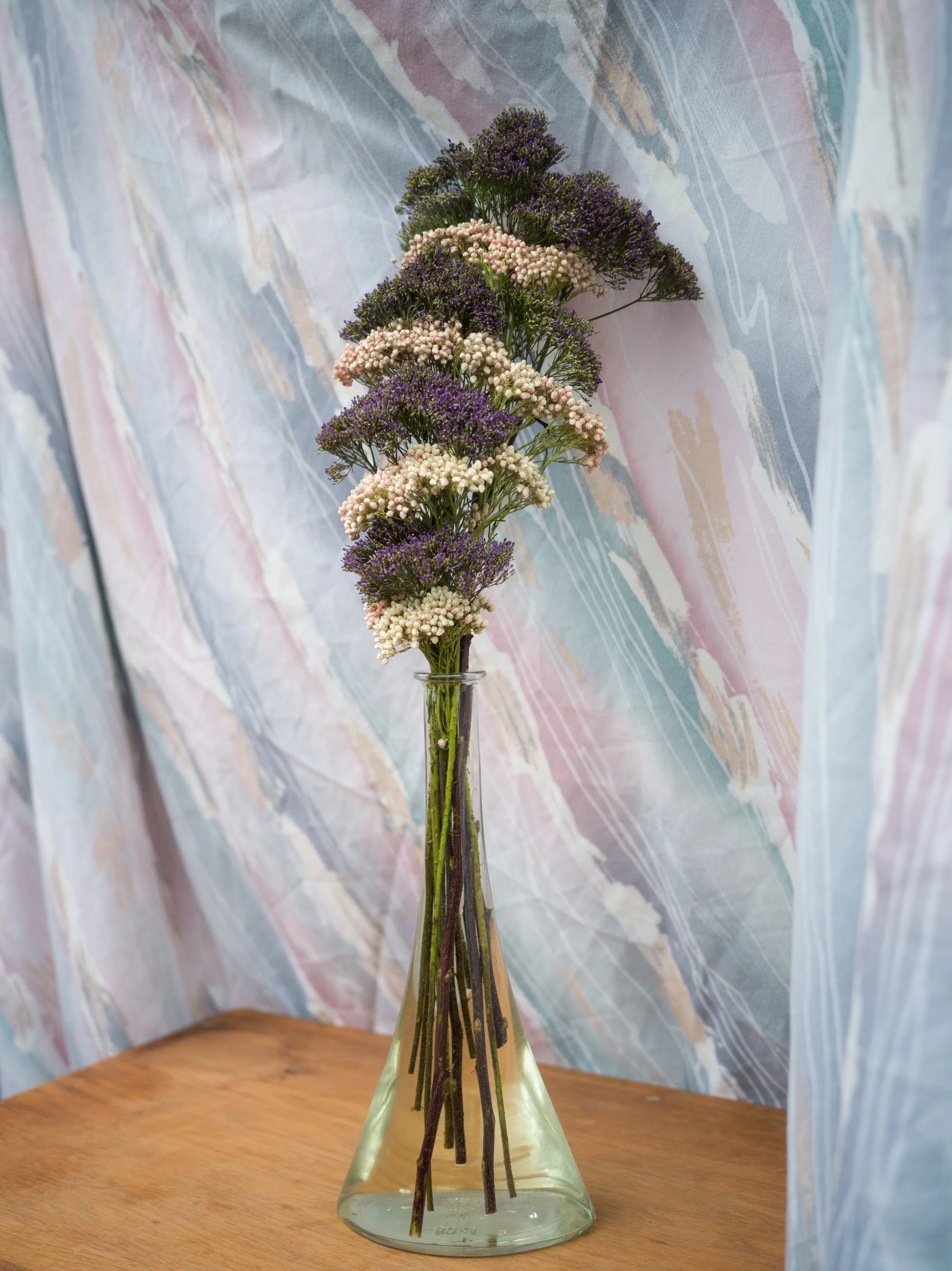 Long-neglected Beauty (Rice Flower and Throatwort)