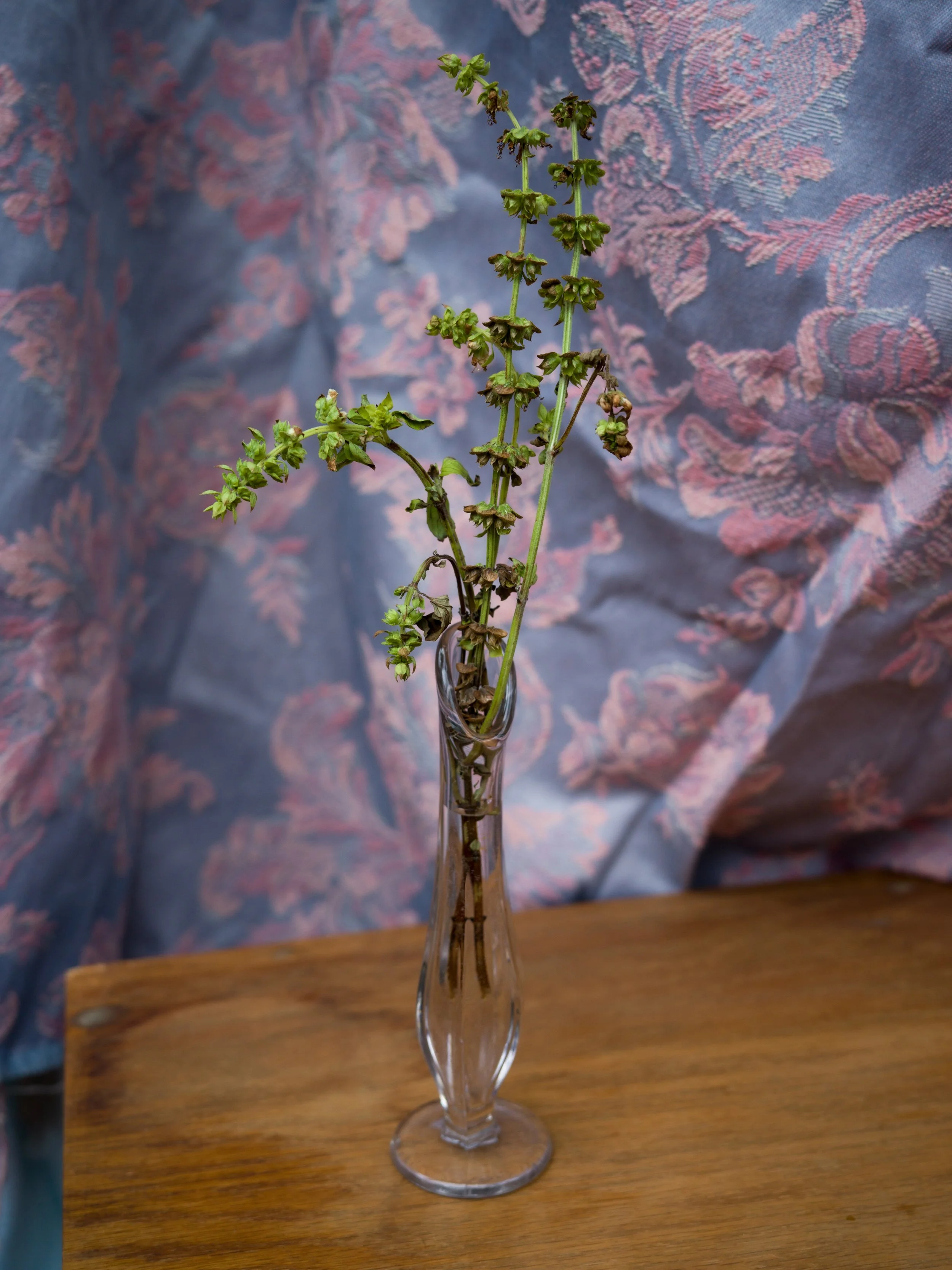 I Hate You, But It May Be Fading (Basil, Flowered and Wilted)