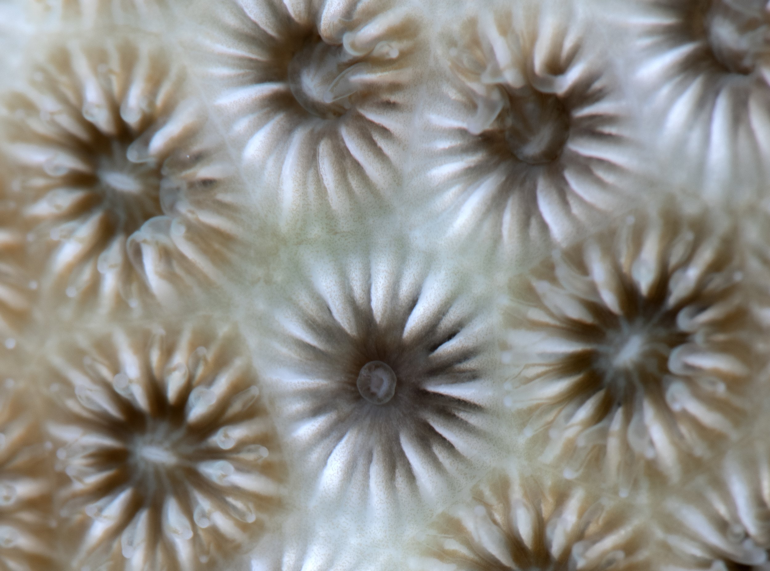 Reef_Rescue_bleached_feeding1.jpg