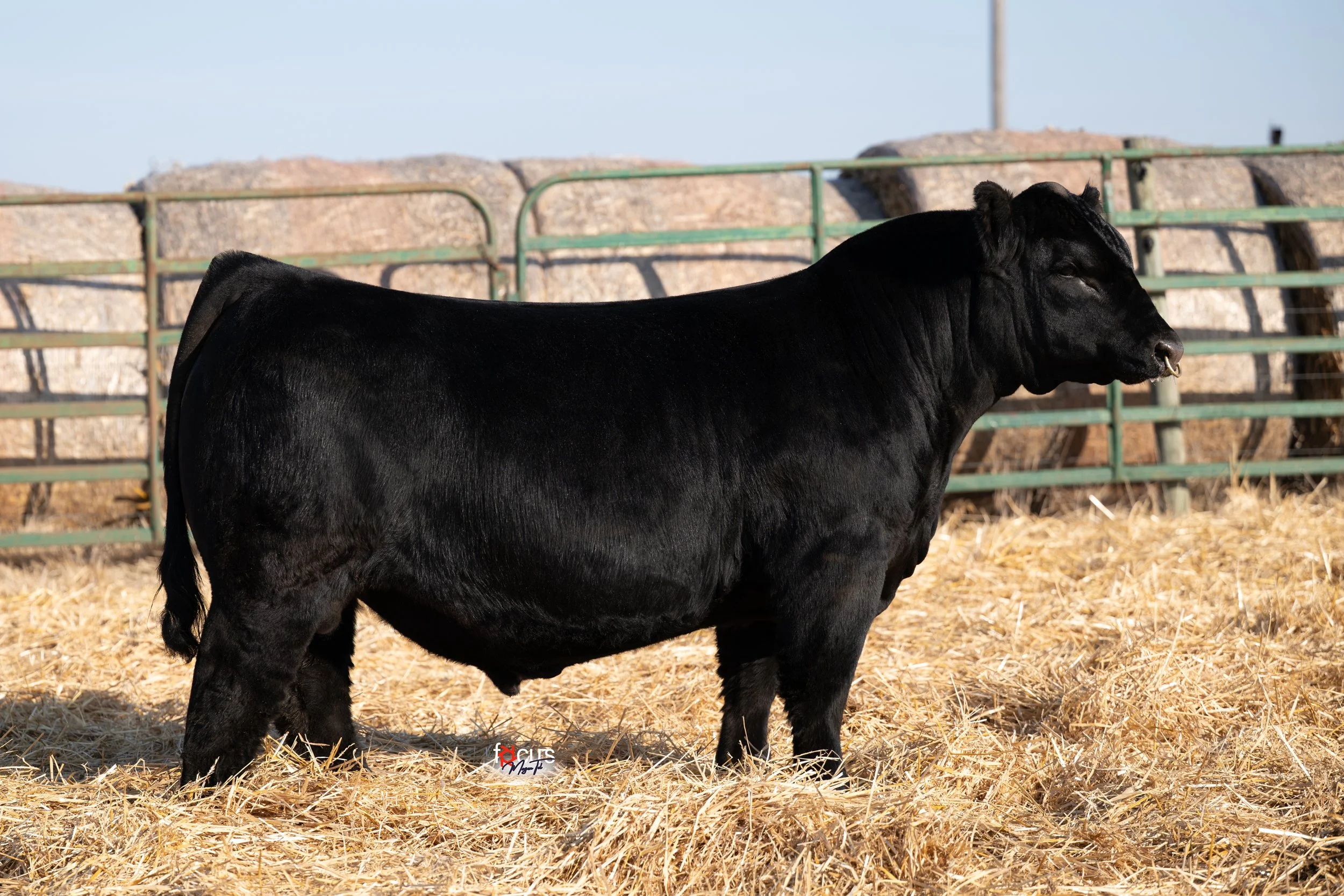 STCC Tecumseh is sire, TRU Iva Mae 0923, TR Hammer daughter, Hartman Cattle Company owns STCC Tecumseh