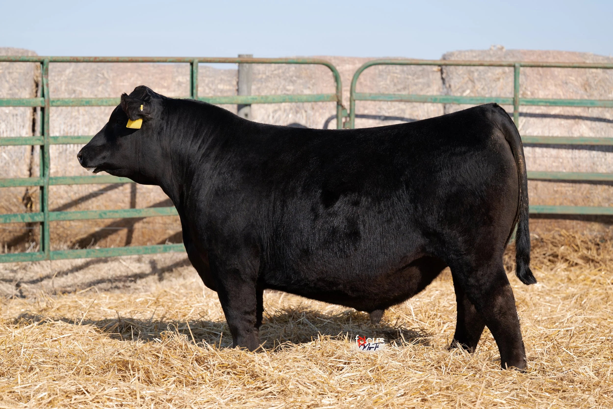 Angus bull for sale, Schaff Angus Valley, Stellpflug Hoffman Rise Above is the sire, Dam is 2K Lady 341, G A R Ashland