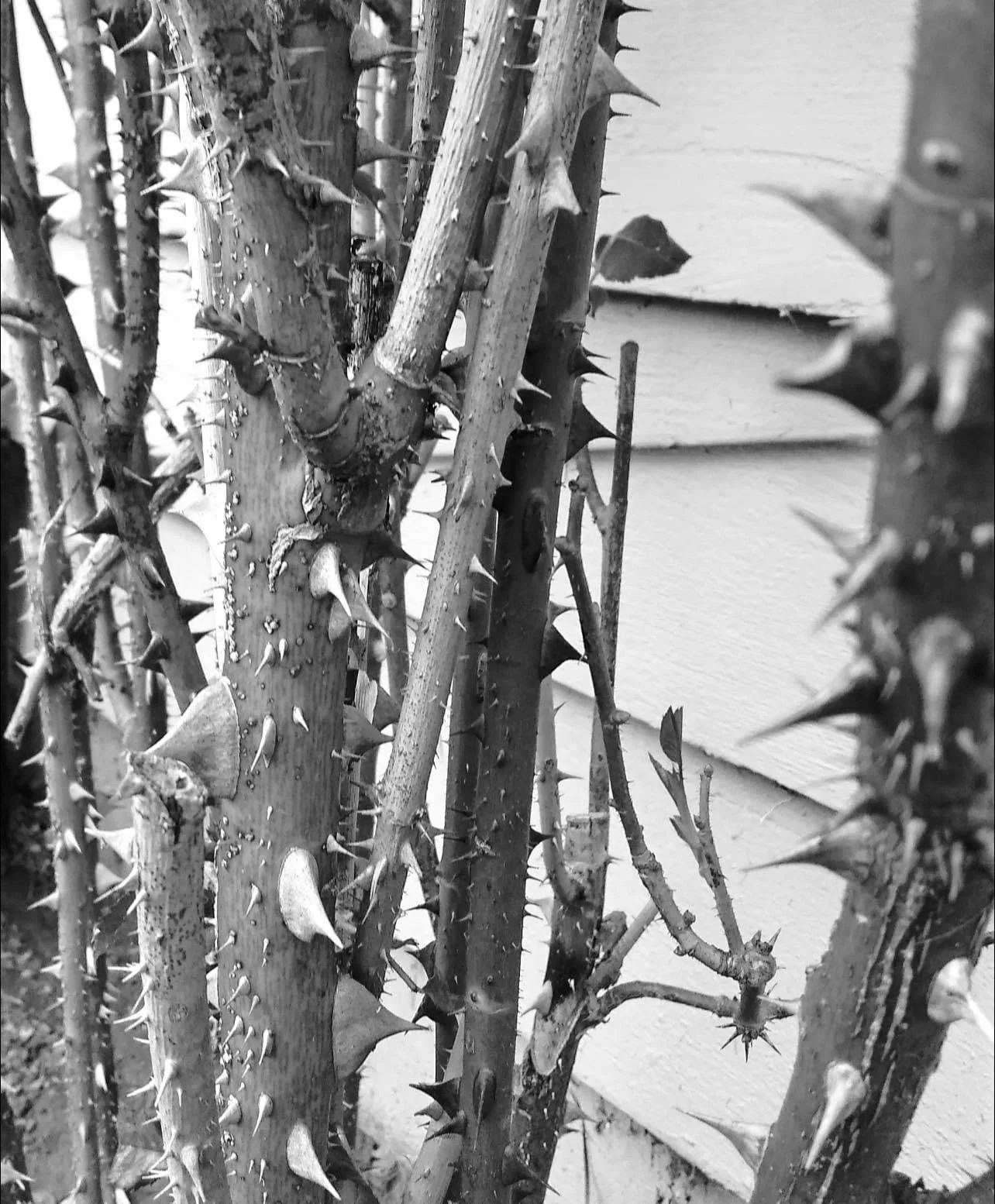 Barren Rose Bush
