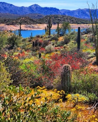 The Desert