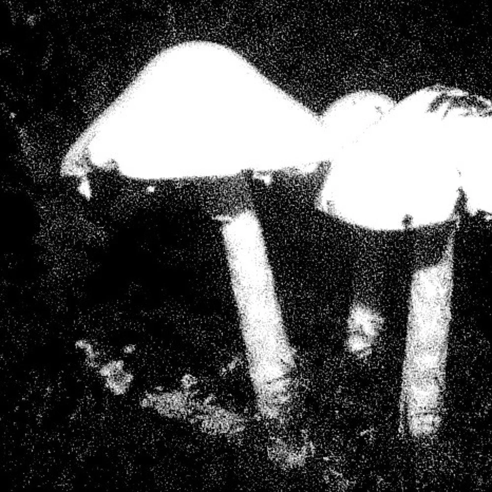 amanita-cover-B.jpg