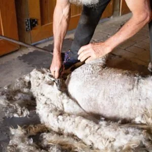 Courtesy Post: Angora Goat Shearing