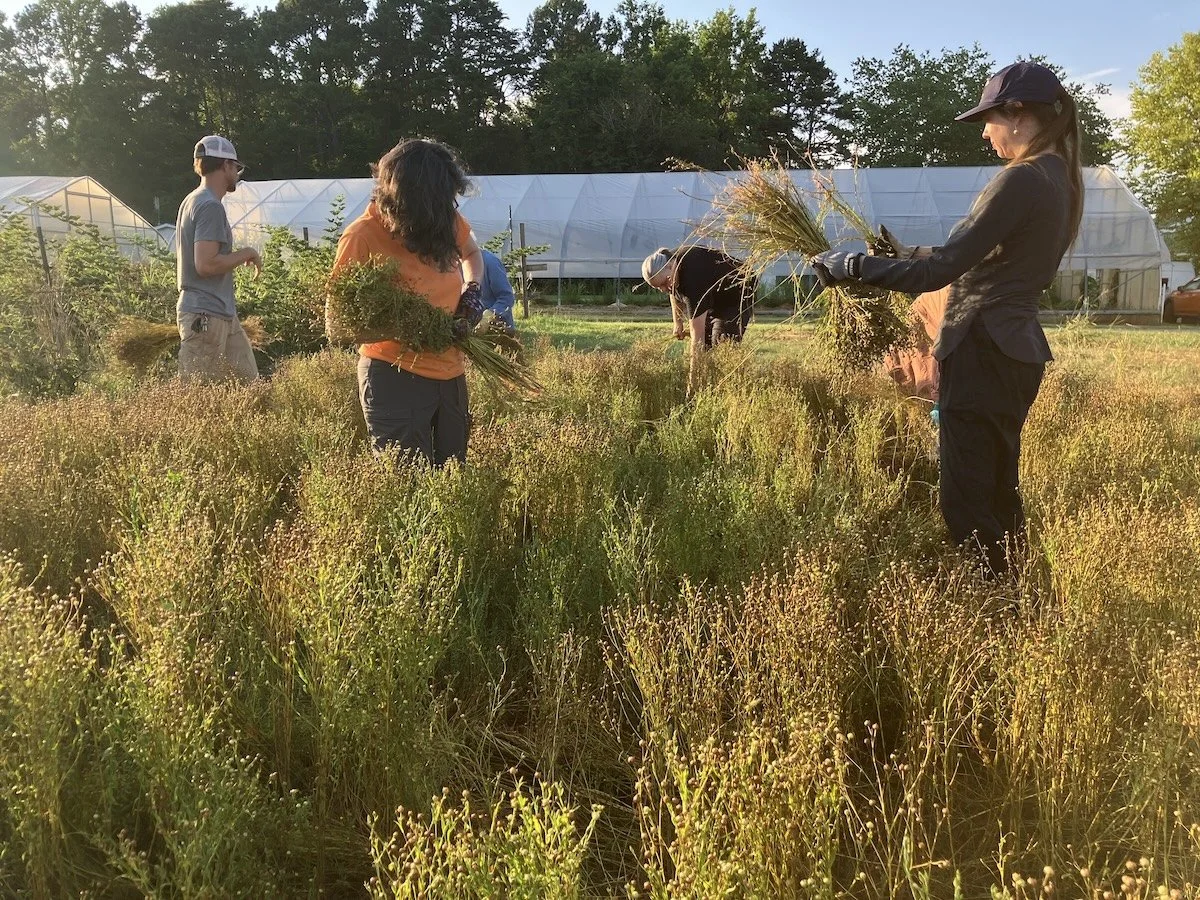 Flax Harvest &amp; Field Day