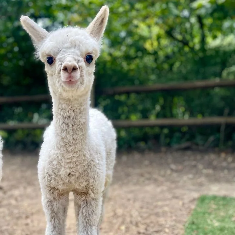 Courtesy Post: Alpaca Farm Tour & Needle Felting Workshop