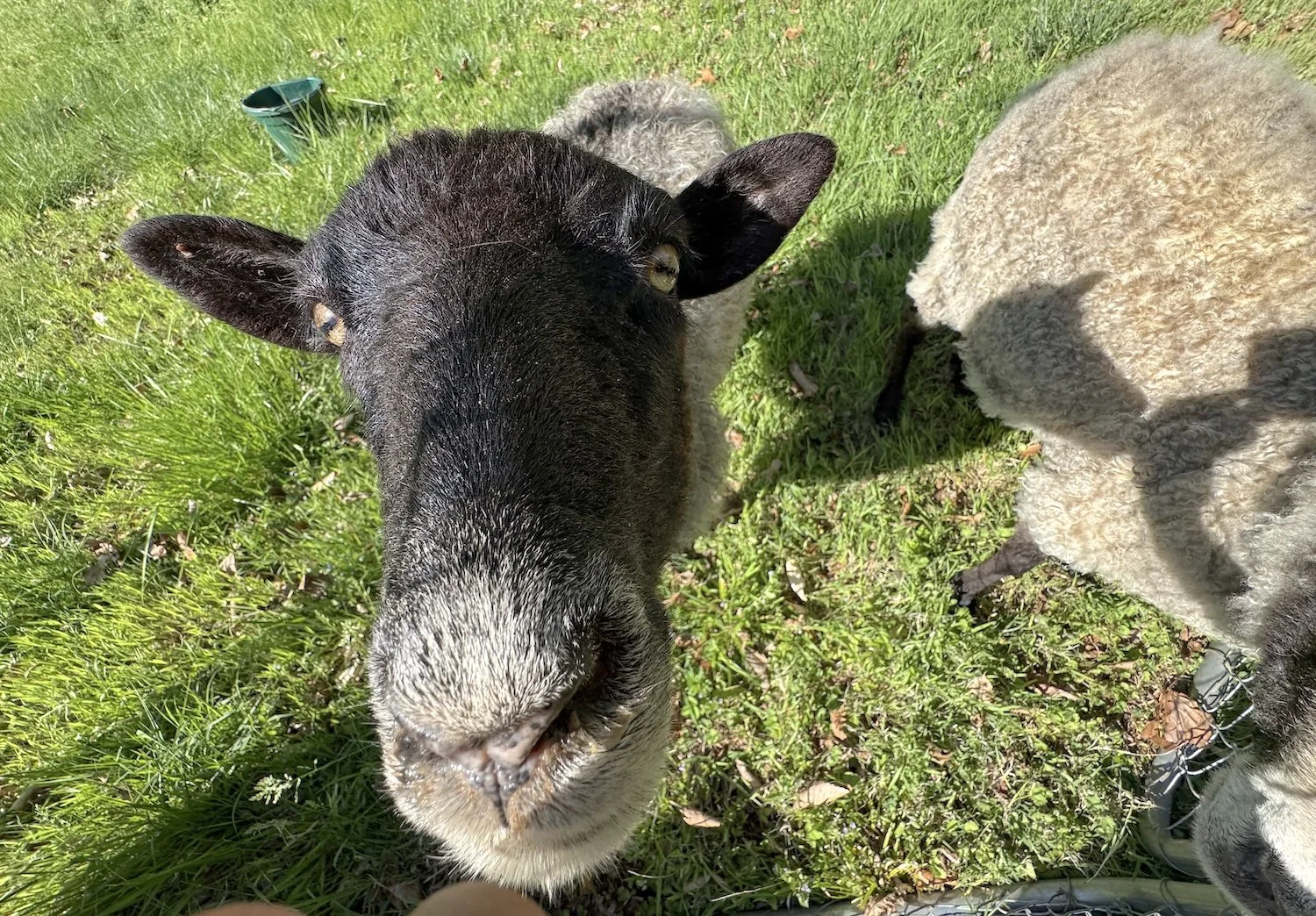 Community Approaches to Mills for Small Wool Producers in North Carolina