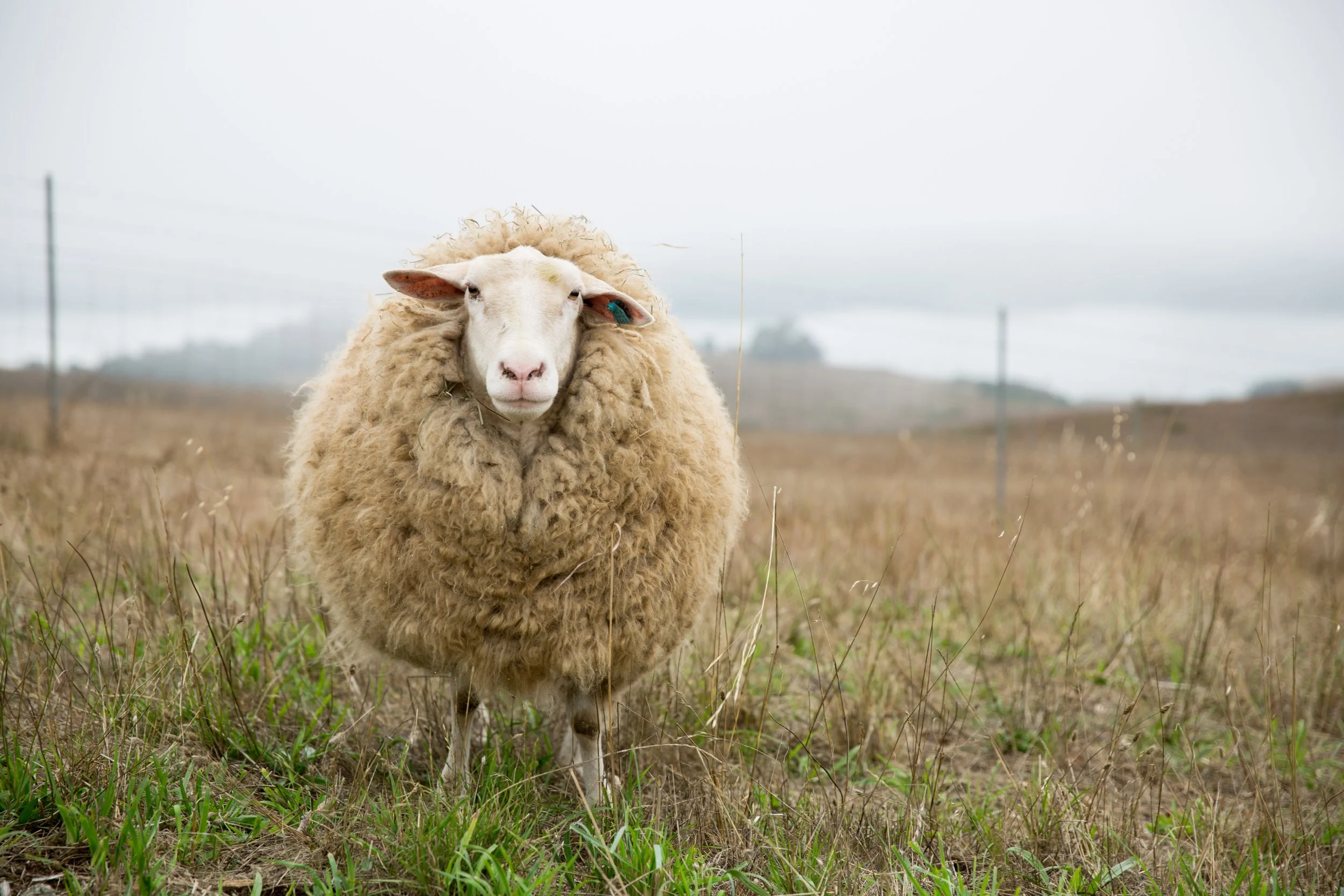 Piedmont Fibershed Virtual Meetup