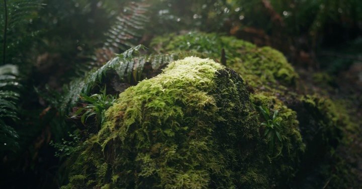 🔊 🔊 
Lil postcards from my hike a few days ago. 

🌲 📸 🌲 
#pnwphotography #treestreestrees #washingtonexplored #capitolforest #a7siii