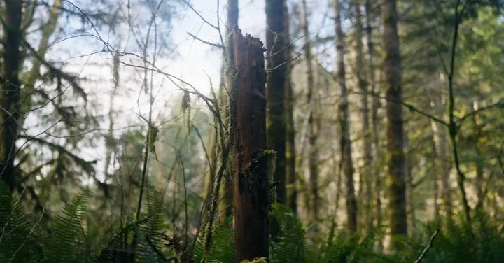 Well, I made it 5 days in a row of actively posting (easily a record for this page 😂)! I did enjoy exploring a couple new things along the short way! 

🌲 📸 🌲 
#pnwphotography #forestmood #postcardfromtheworld #upperleftusa #washingtonadventures
