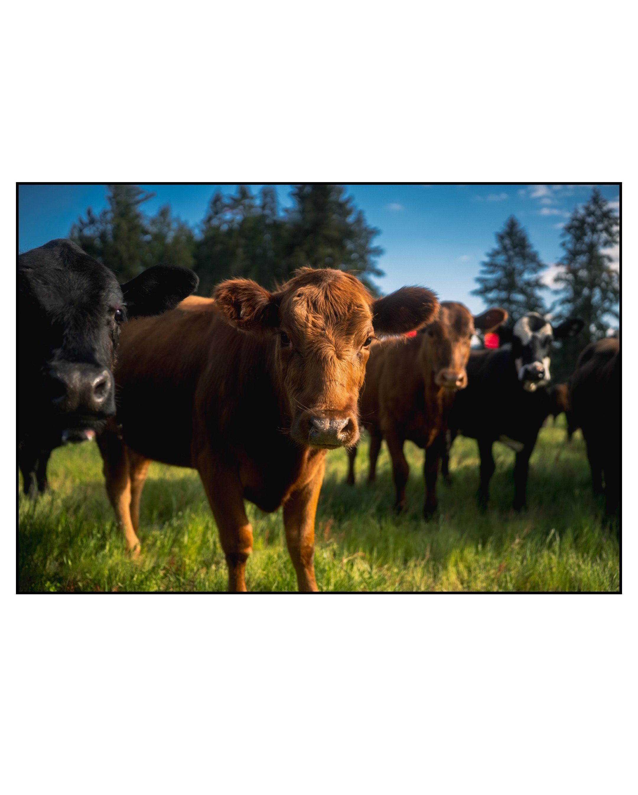 Ok, last cow content for a while&hellip;.probably&hellip;

@sonyalpha A7Siii
@tamronamericas 35-150mm f/2-2.8
@moment Cinebloom diffusion filter. 

🌲 🐮 🌲 
#cowstagram #a7s3 #washingtonexplored #onlyinwashington #shotonsony