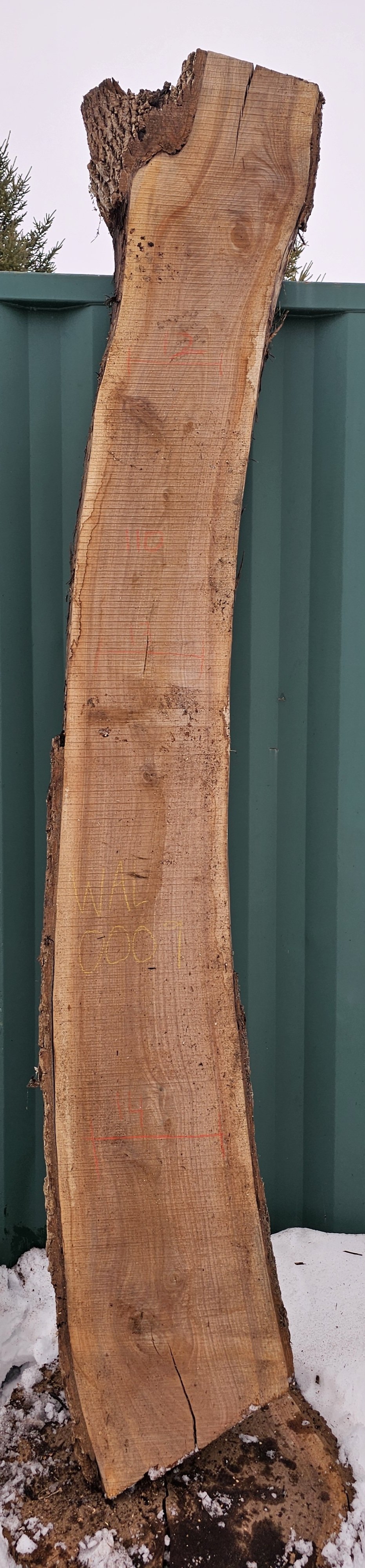 Black Walnut Slab