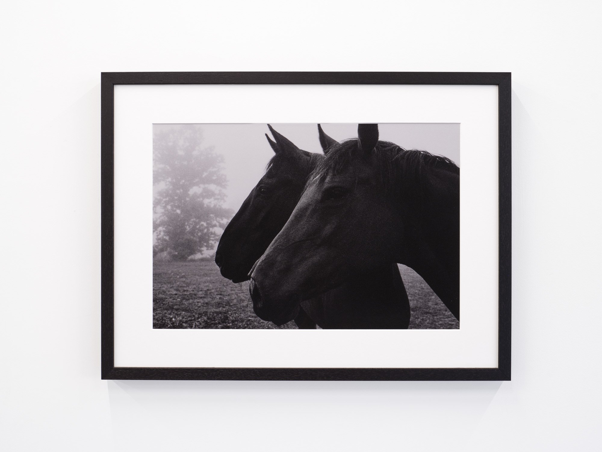 Cindy Elizabeth 
Southern Stallions, 2025 
35 mm film photograph printed on archival photo rag 
16 x 20 inches print 
18.5 x 24.5 inches framed