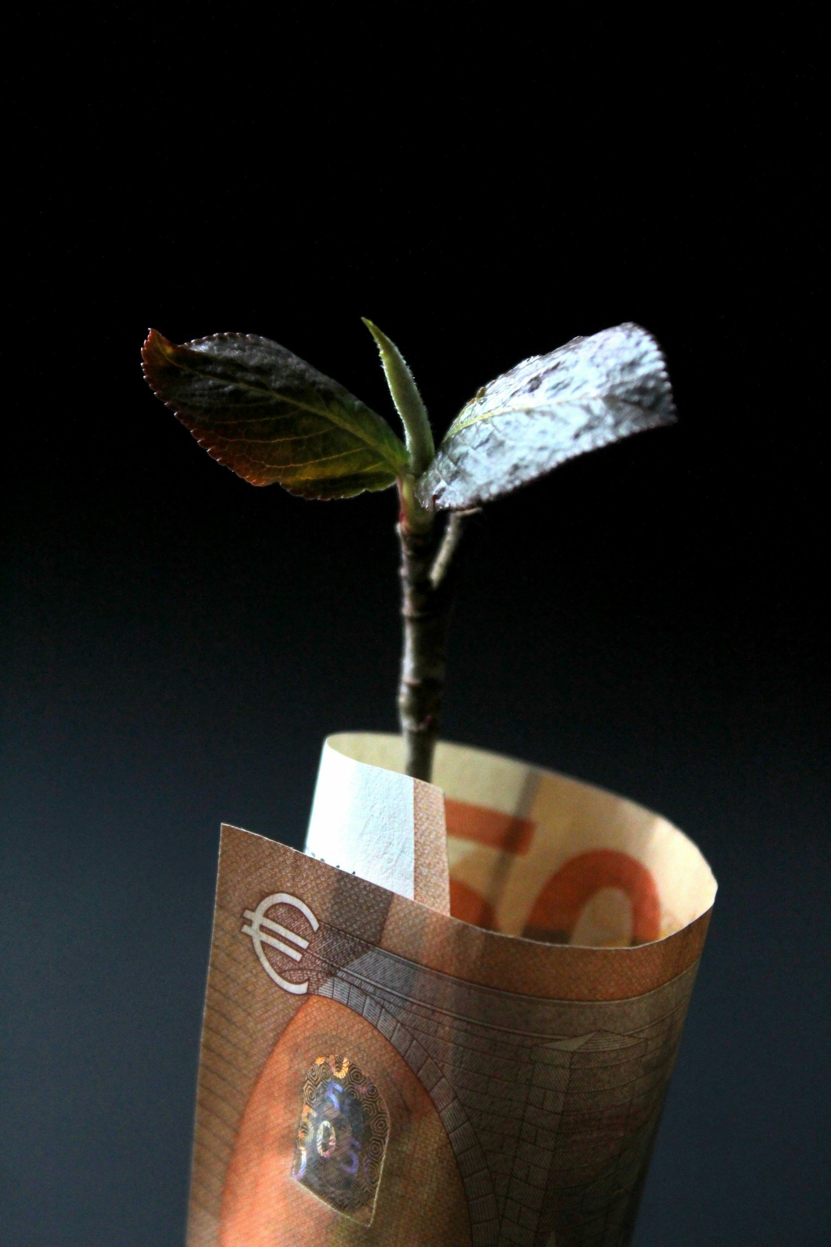 decorative image of small plant wrapped in 50 euro