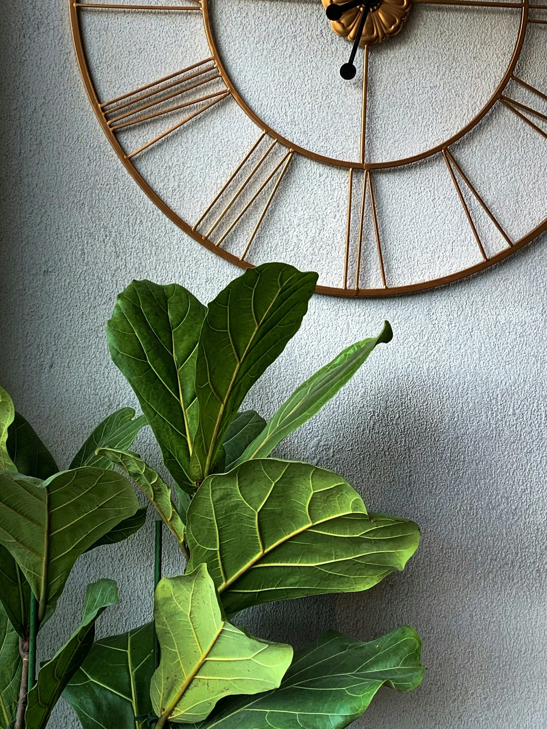 decorative image for lowercase legal profiles golden clock on concrete wall green plant below