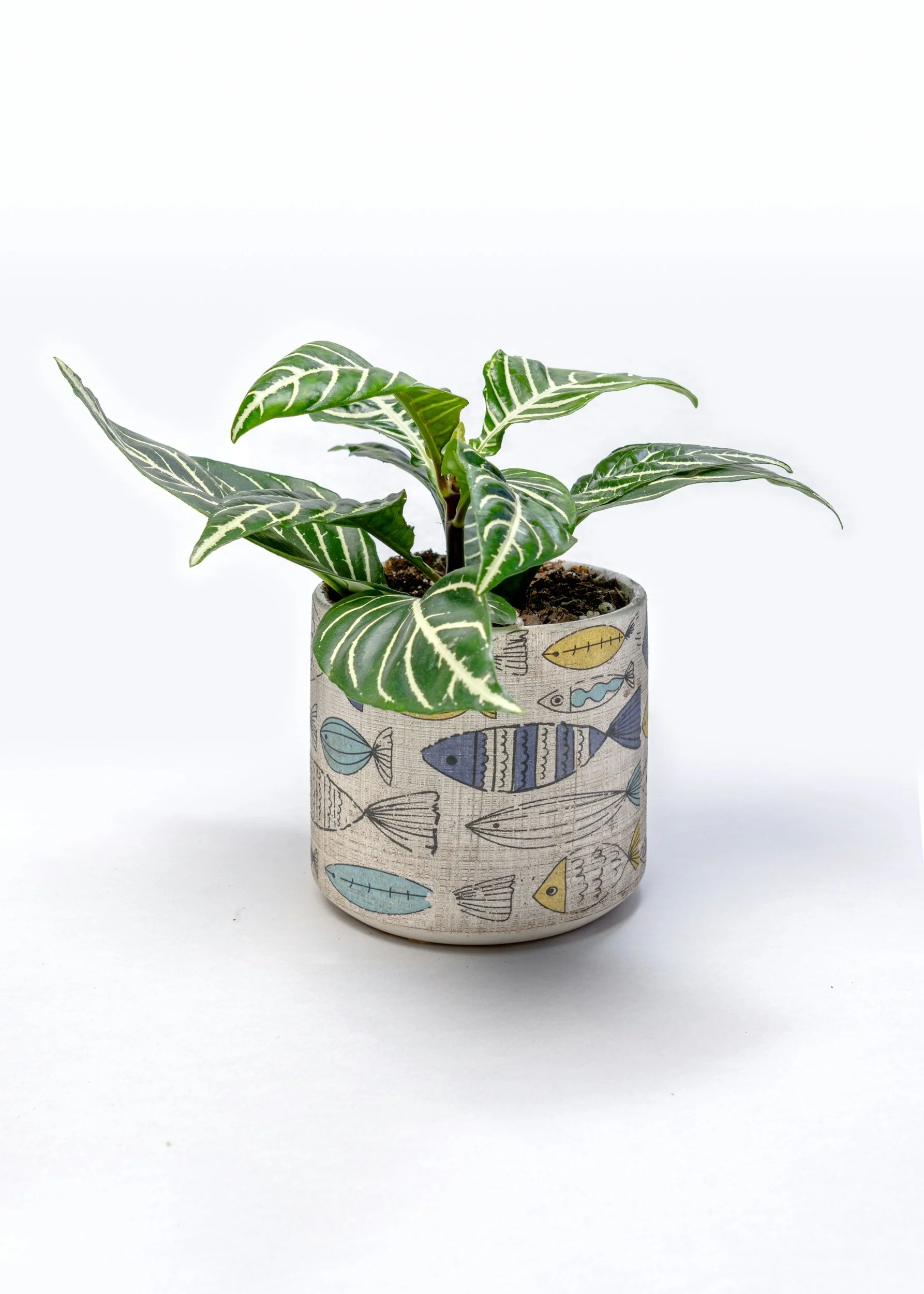 decorative potted green house plant scope creep