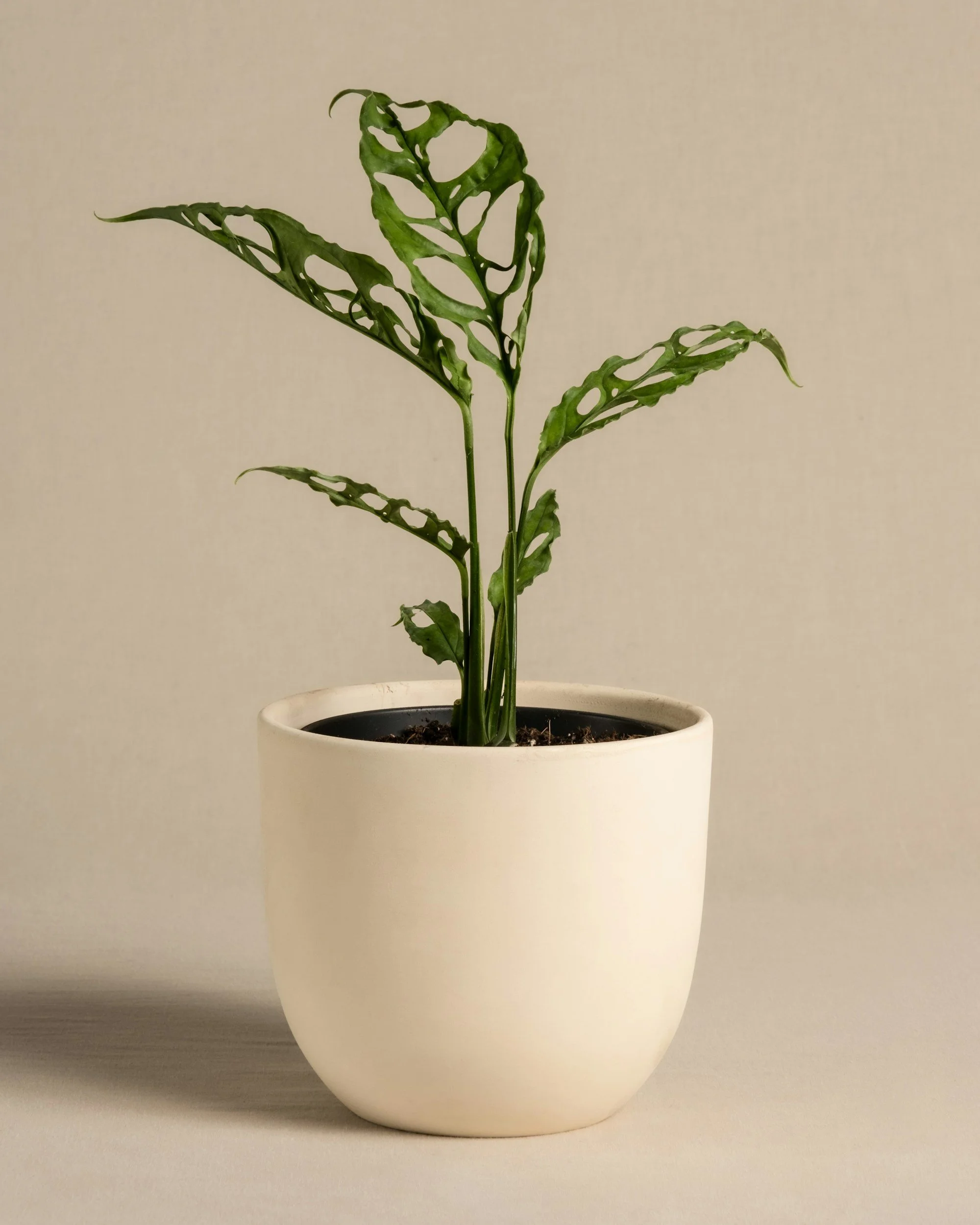 decorative potted green house plant brand protection