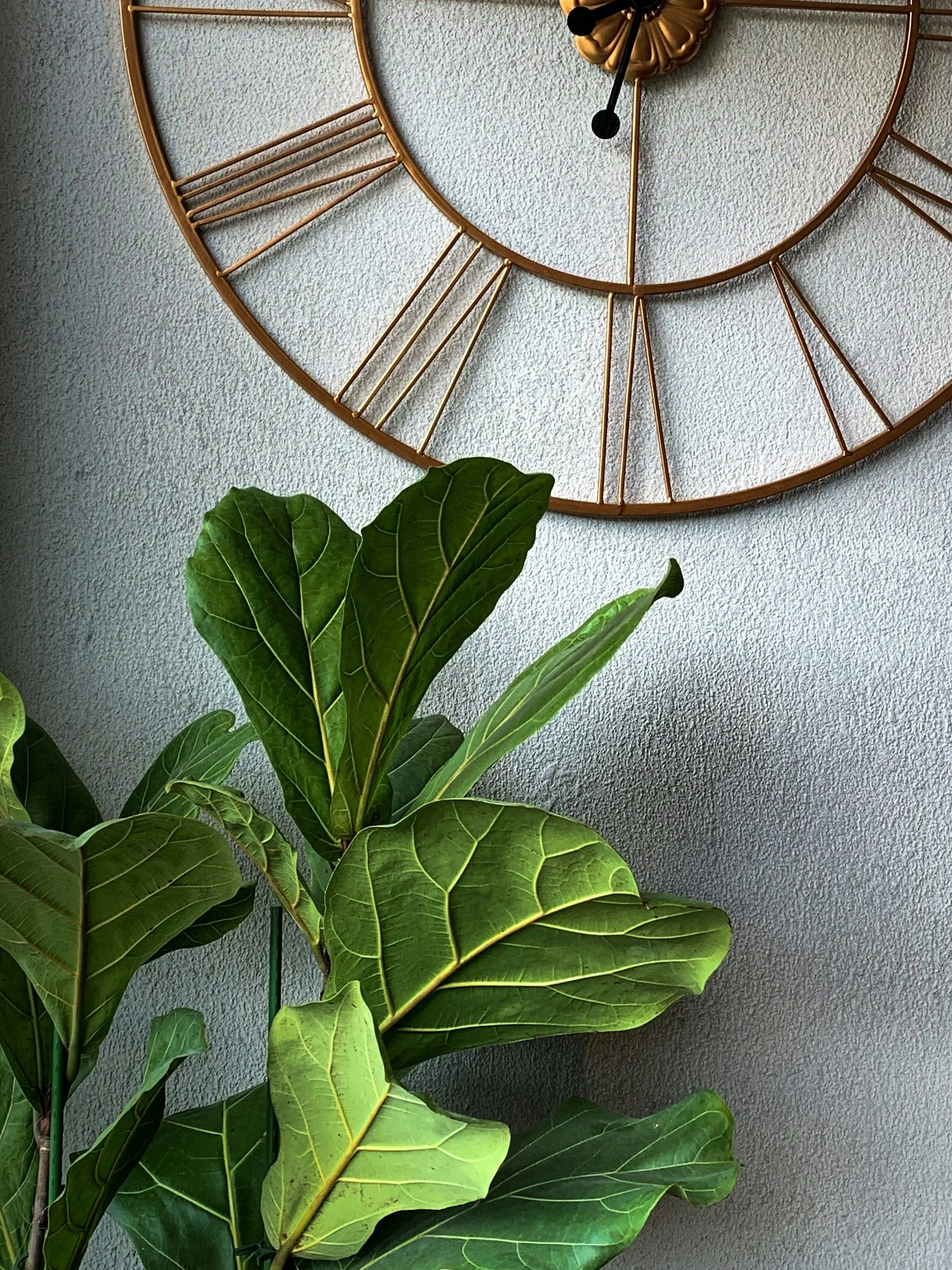white wall gold clock green plant on floor