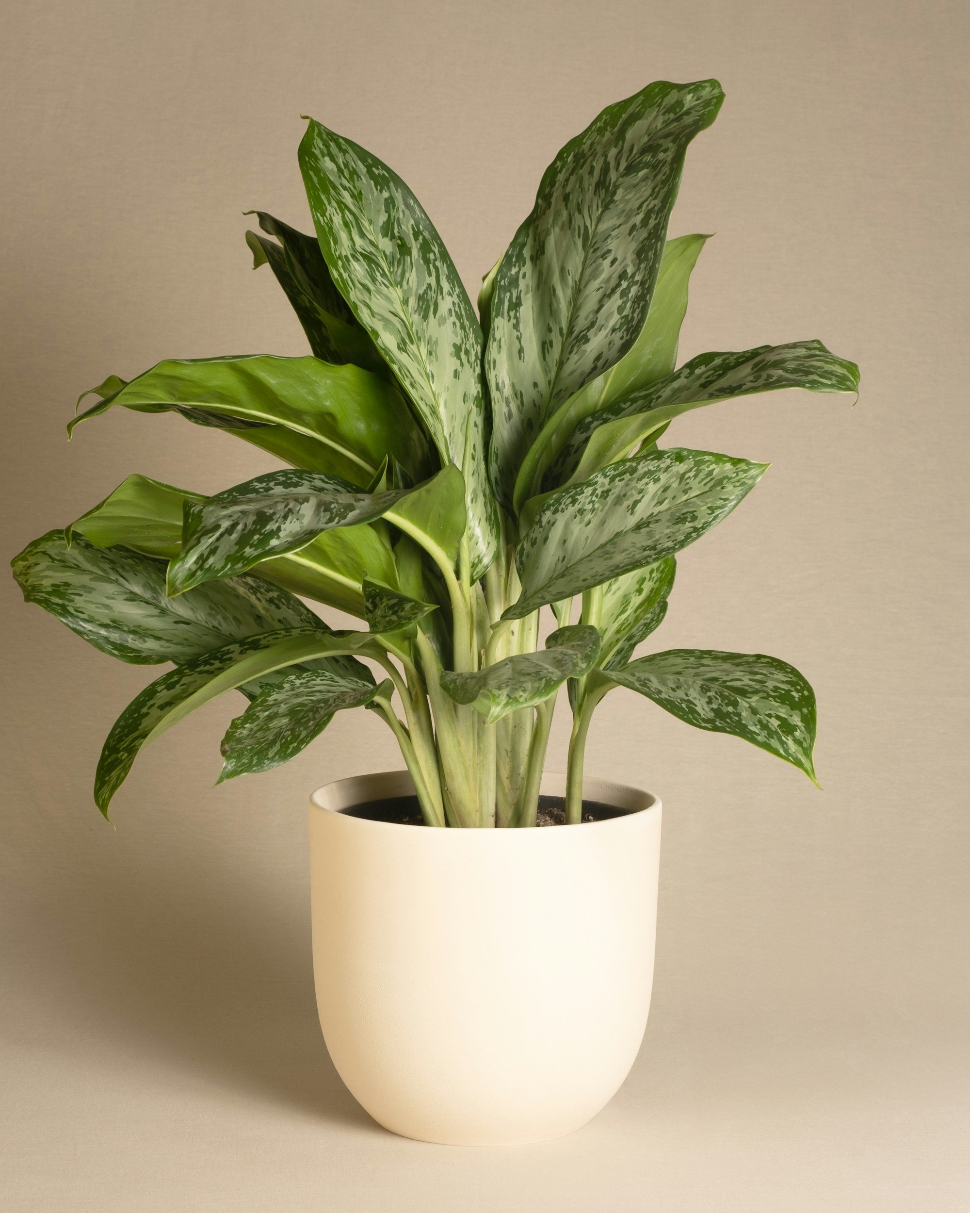 potted plant light brown background