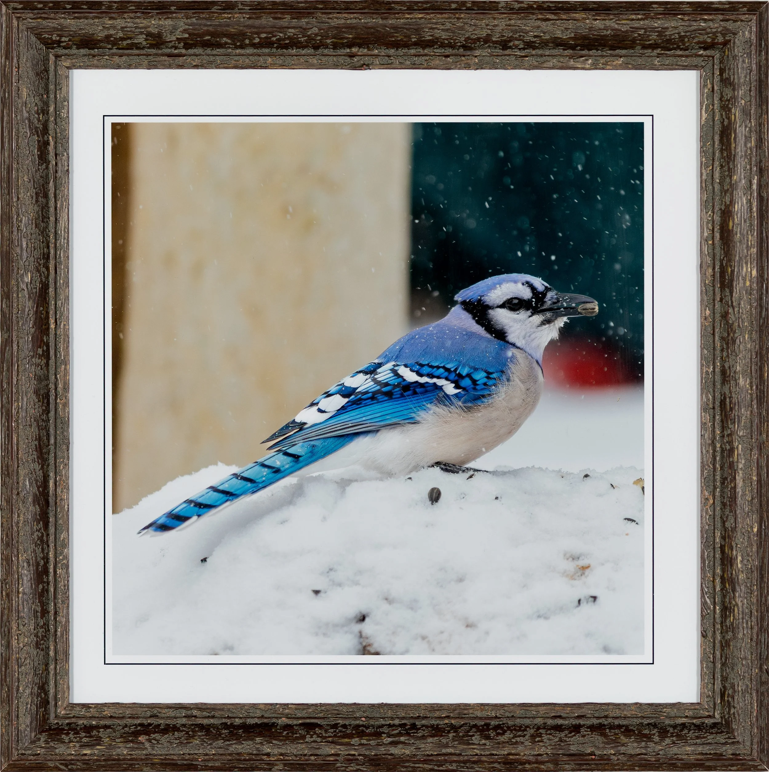 Blue Jay in the Snow