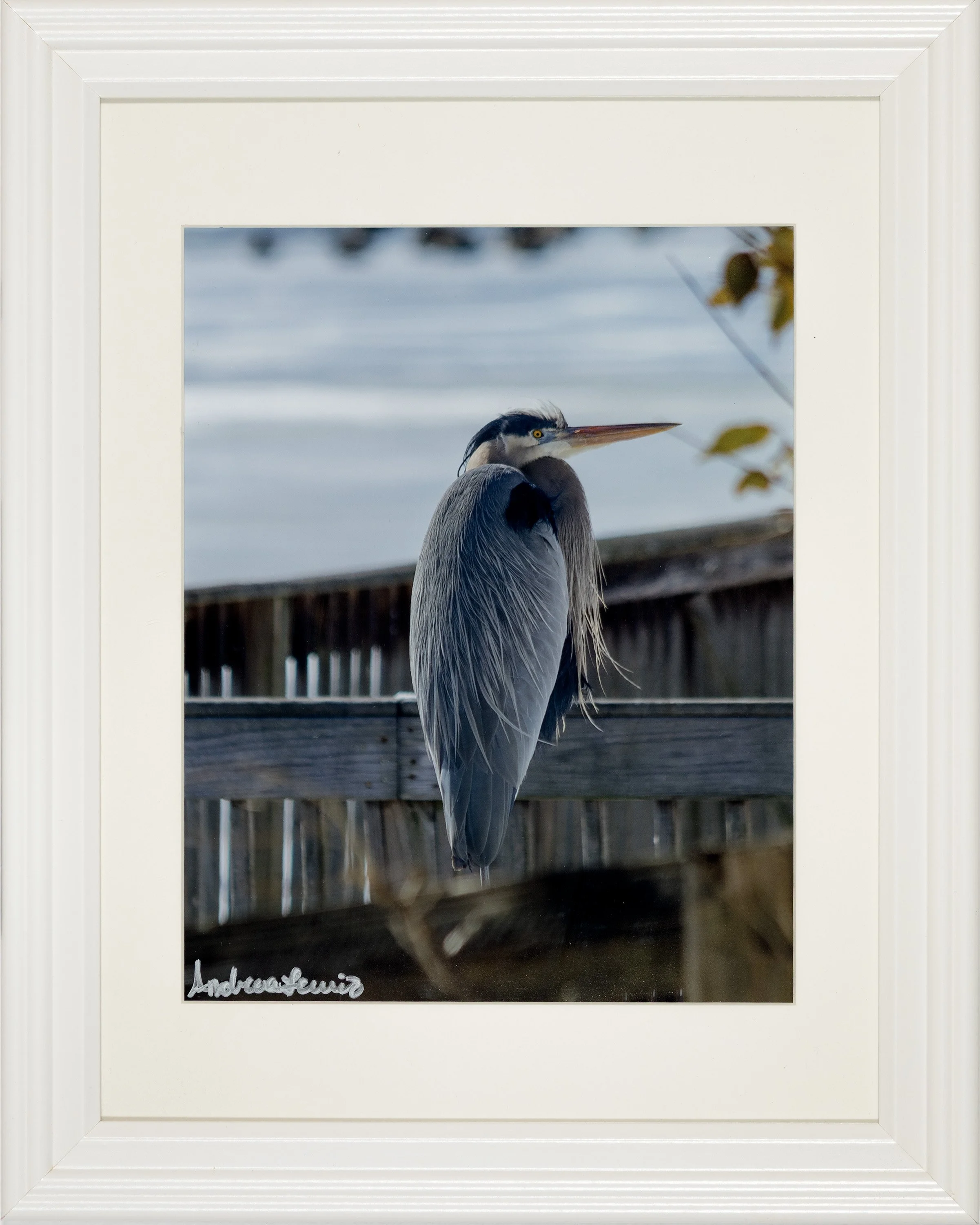 Great Blue Heron