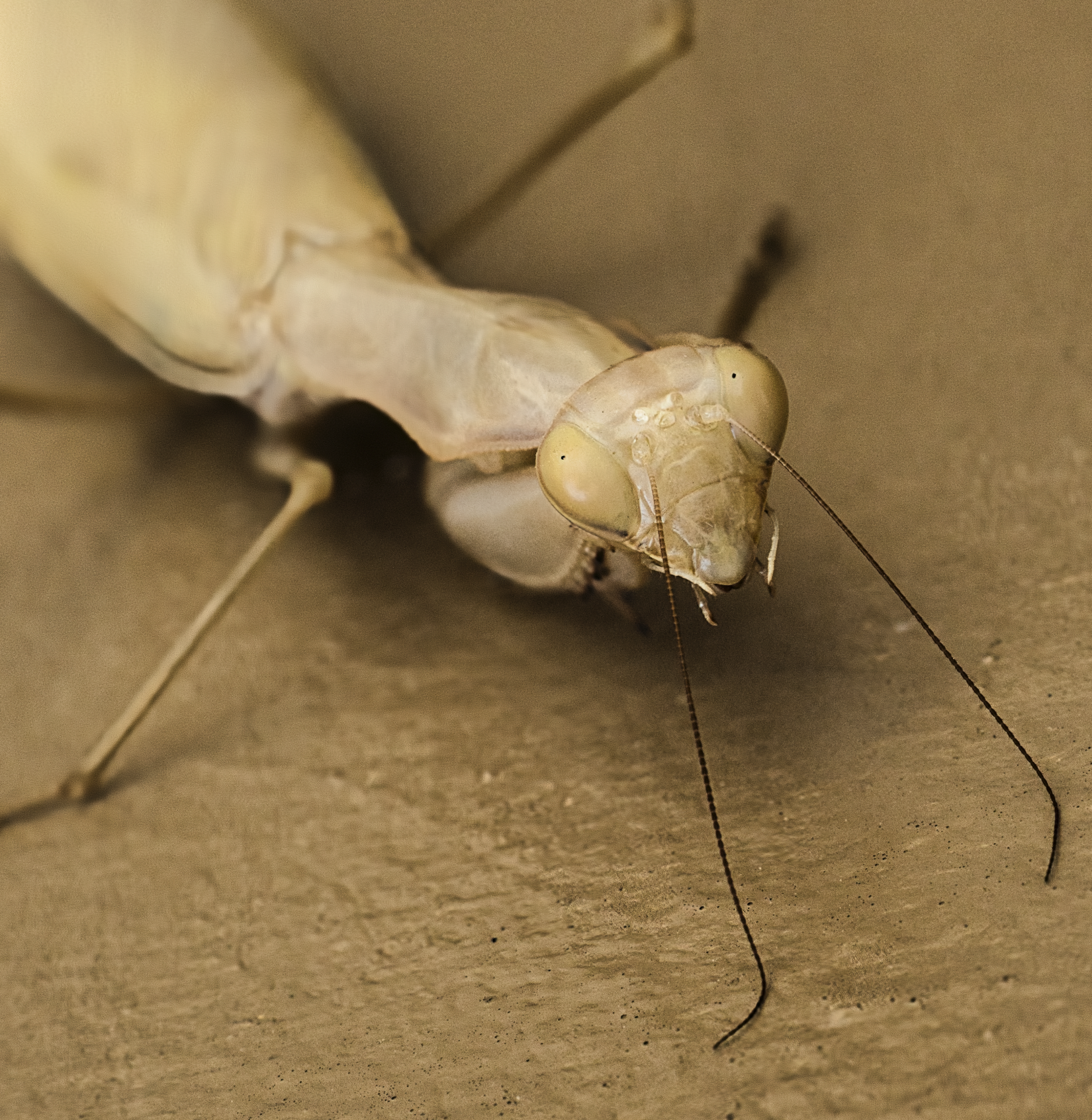 Praying Mantis Print (8" X 8")