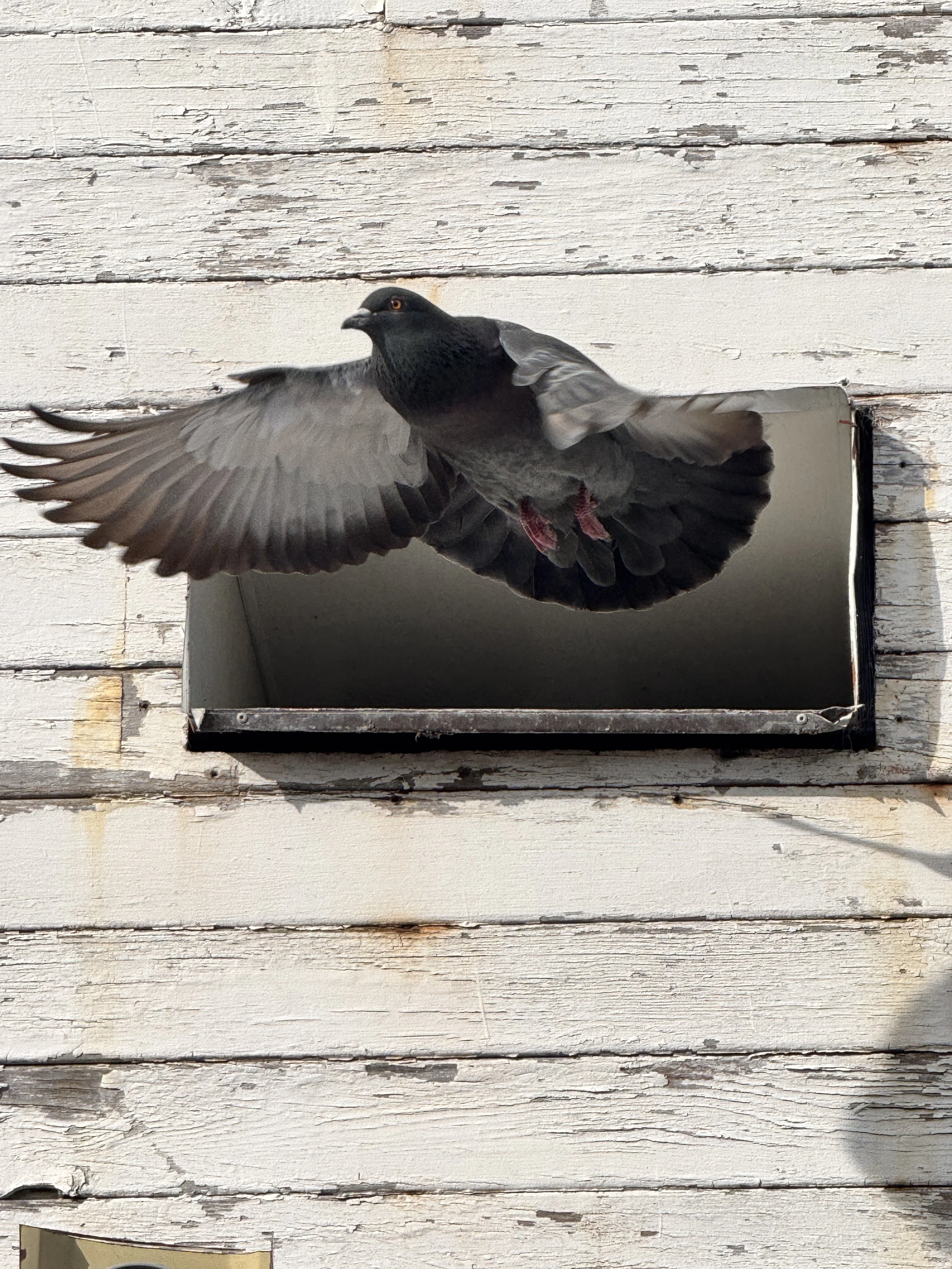 A pigeon taking off from a wooden surface with white paint peeling off.