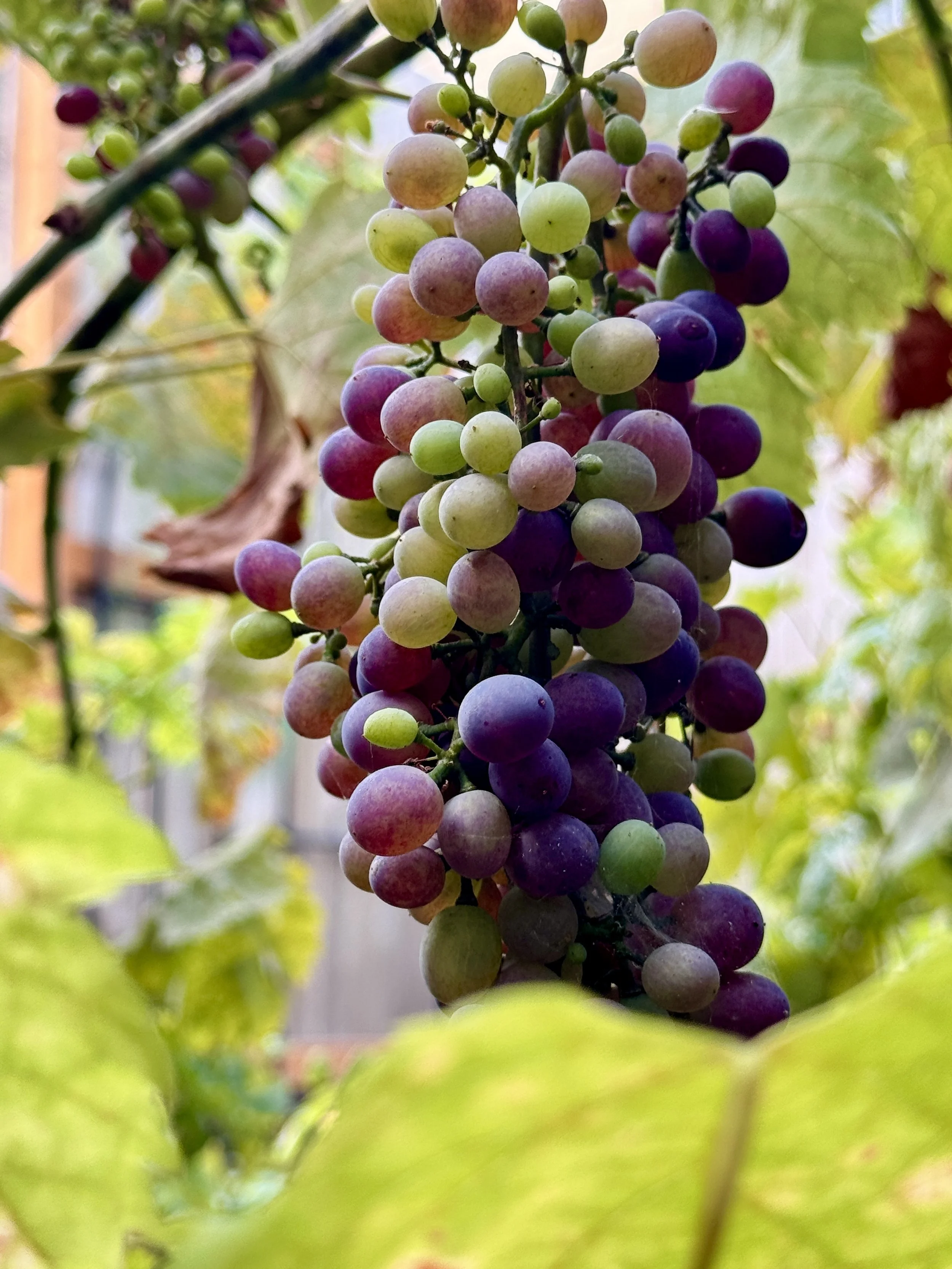Ripening Grapes Print (5" X 7")
