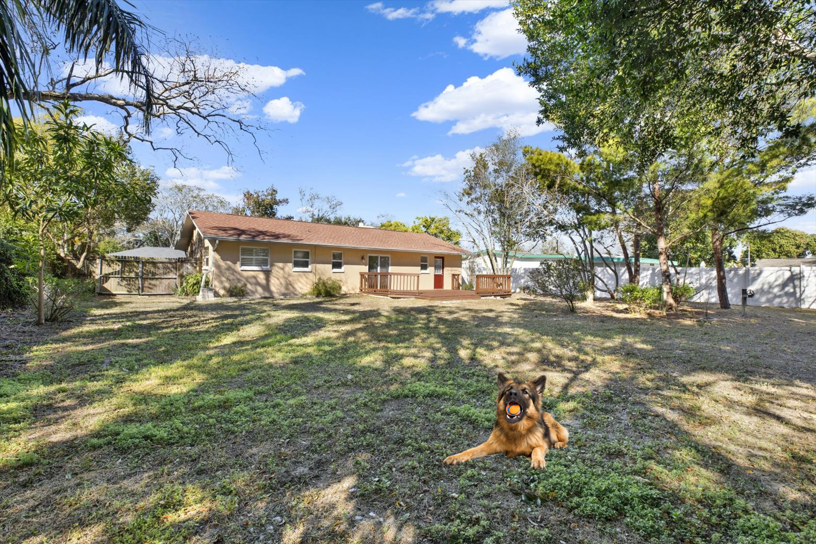 Pine_Backyard_Dog.png