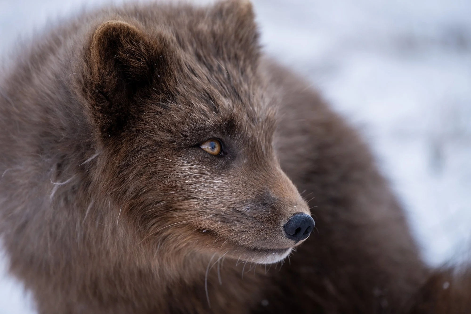 Close-up of a brown fox in a snowy environment, showing details of its fur, eye, and nose.