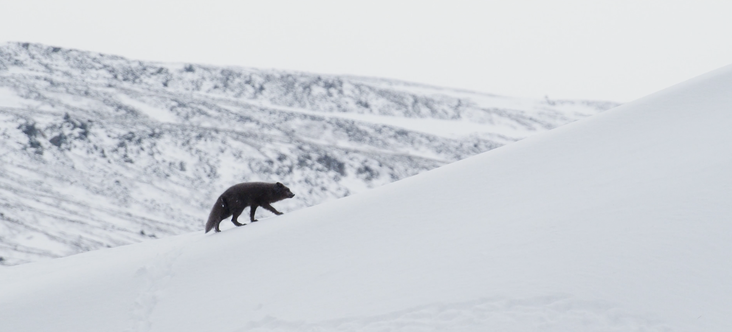 A black bear walking up a snowy slope in a mountainous, snow-covered landscape.