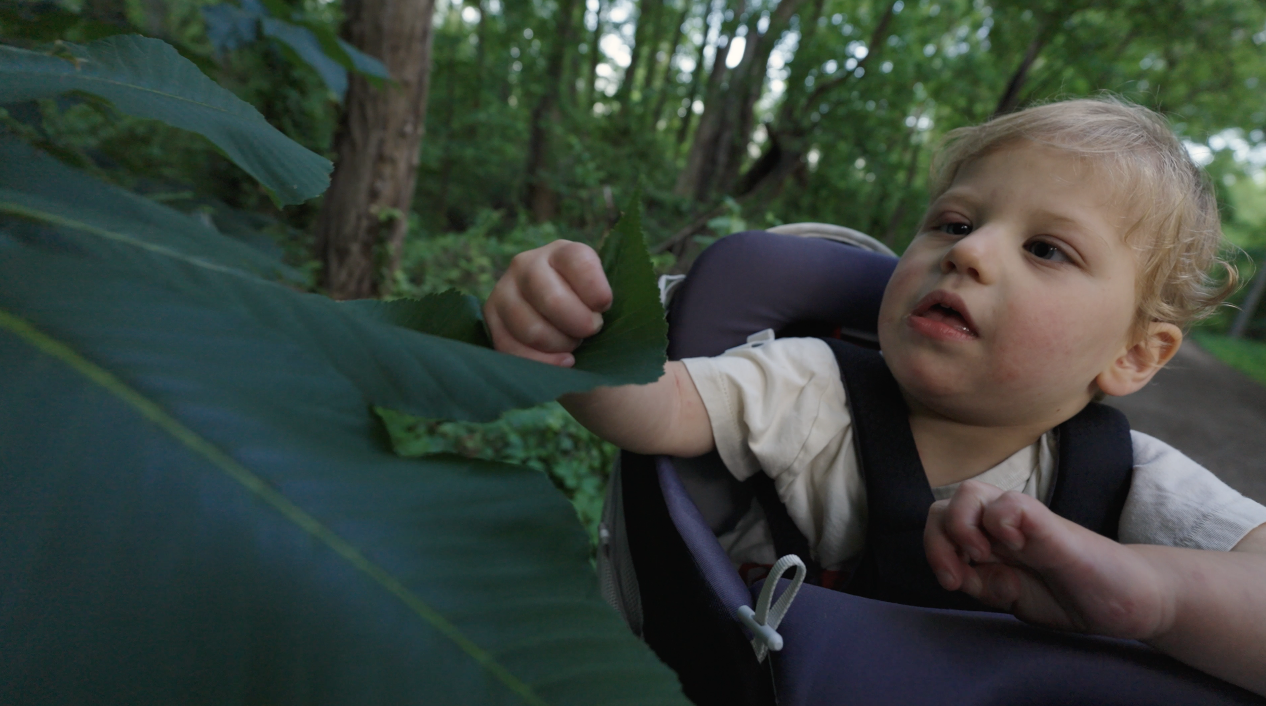 A young child in a stroller reaching out to touch a large green leaf on a trail in a wooded area.