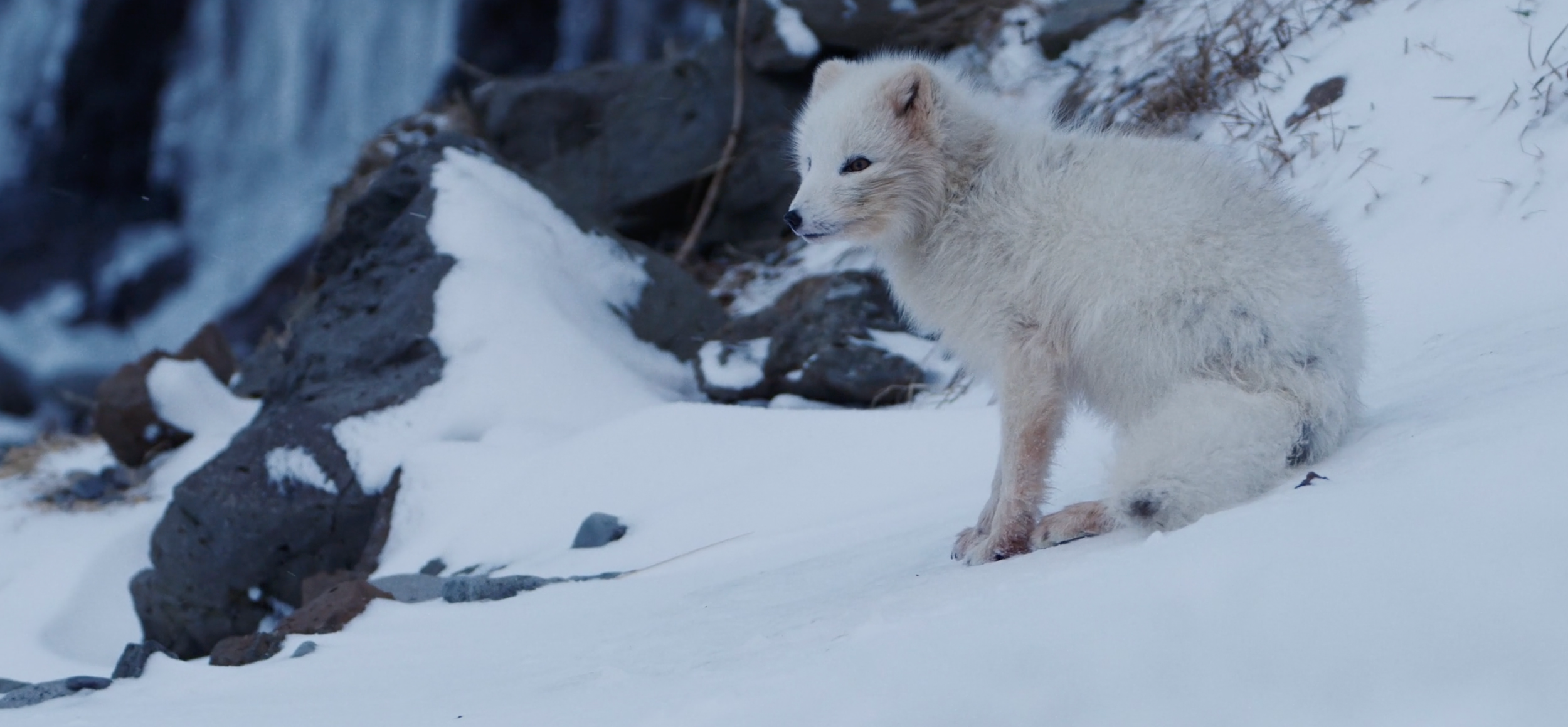 A baby white fox with blue eyes sitting on snow near rocks and a small waterfall in a winter landscape.