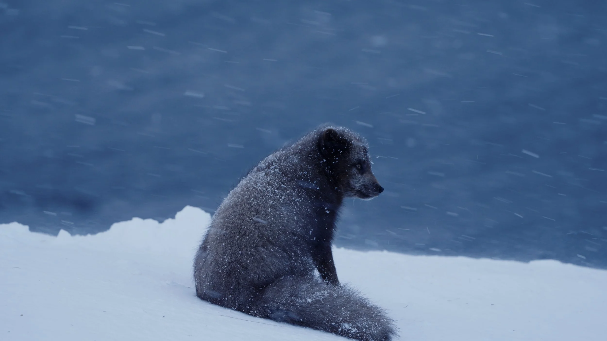 2_SLETA _selects.00_06_32_02.Still001.jpg