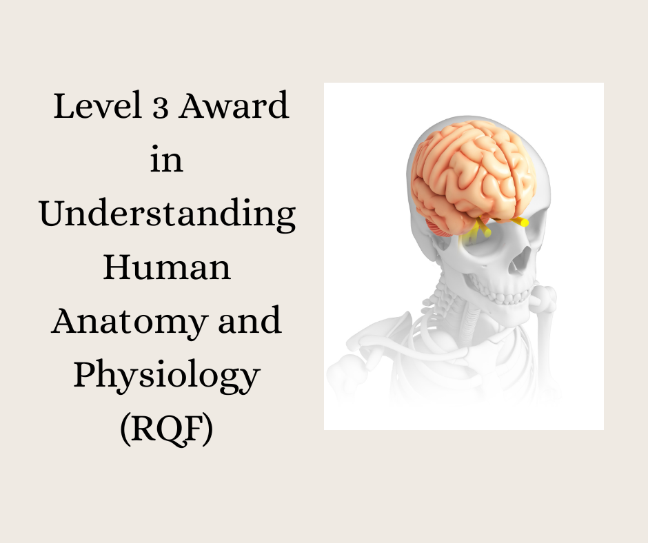 Level 3 Award in Understanding Human Anatomy and Physiology (RQF)