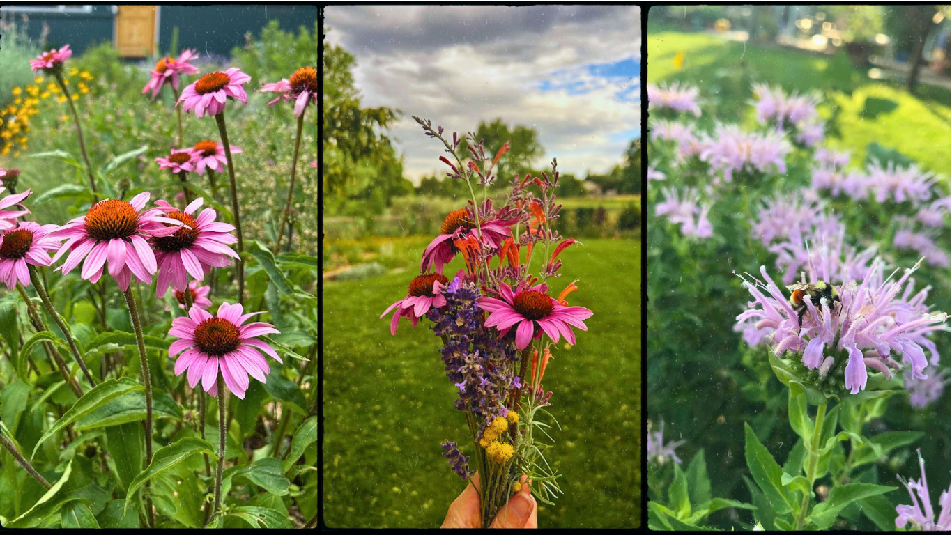 Summer Solstice Circle &amp; Meet the Plants